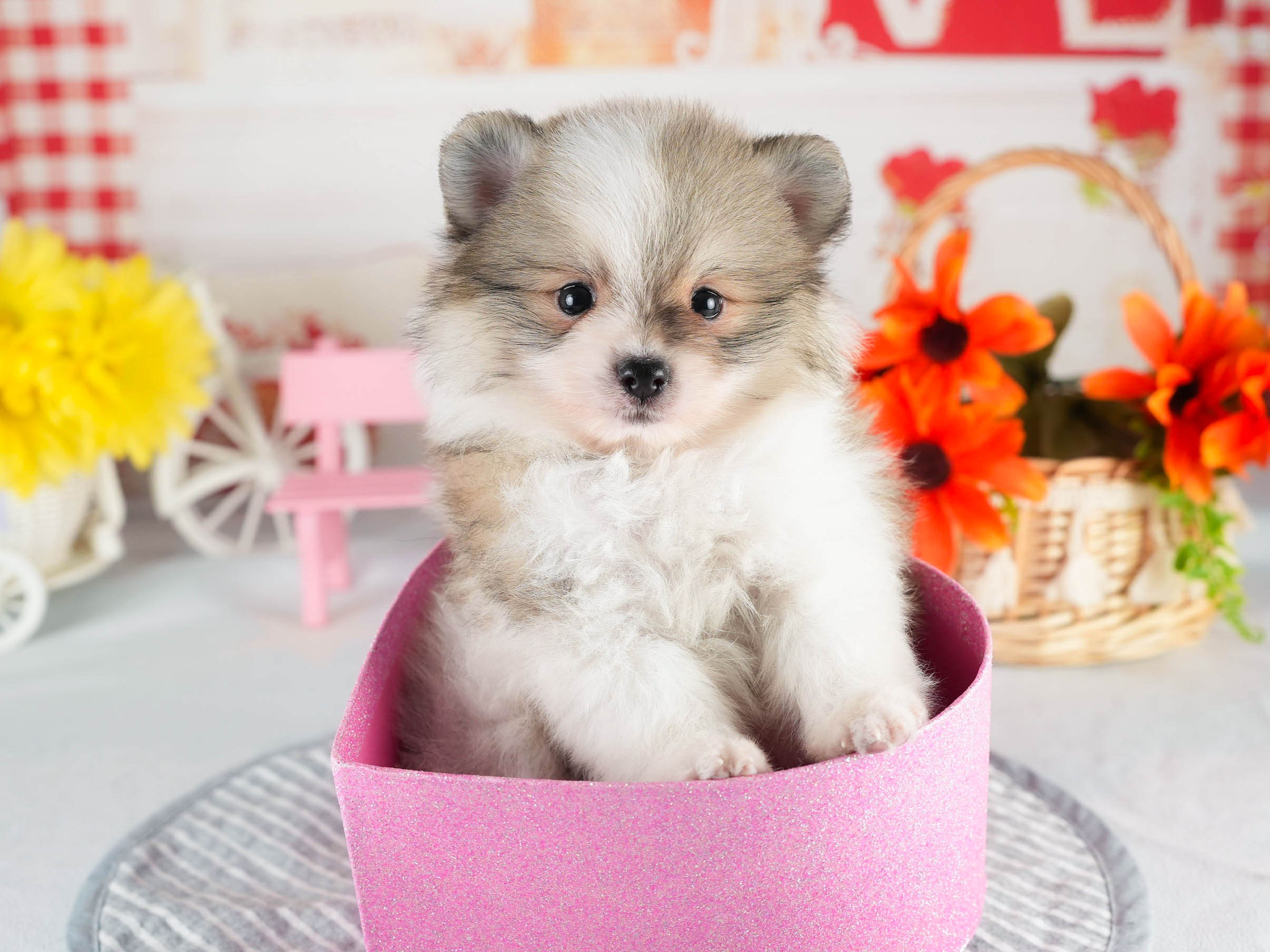 ポメラニアン | 男の子 | パーティー | 2026年1月18日