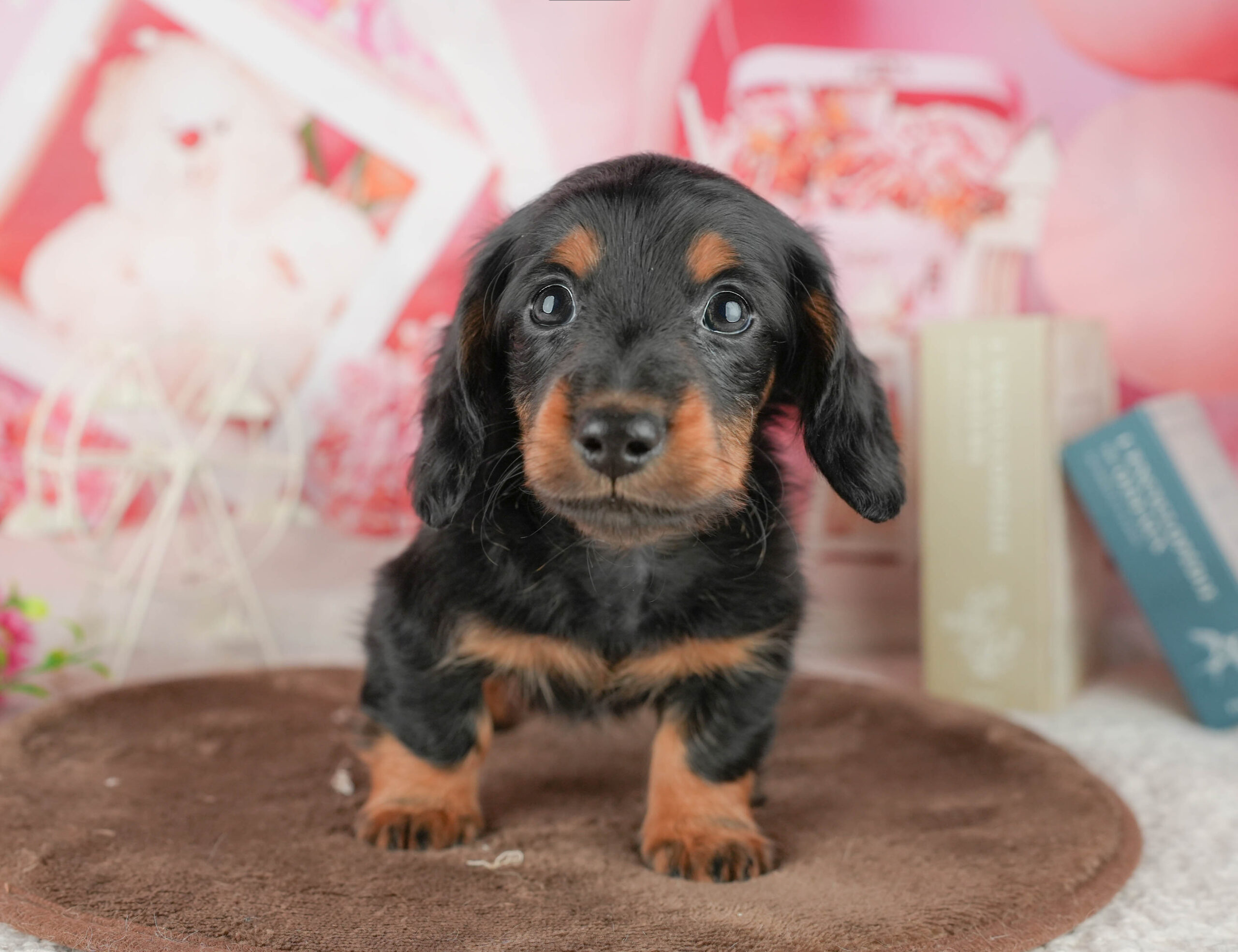 ミニチュア・ダックスフンド(ロング) | 男の子 | ブラック＆タン | 2026年1月18日
