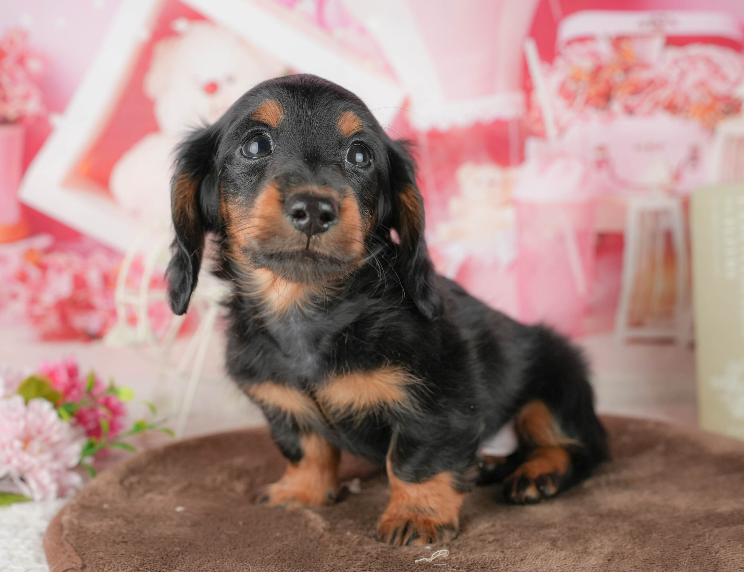ミニチュア・ダックスフンド(ロング) | 男の子 | ブラック＆タン | 2026年1月18日