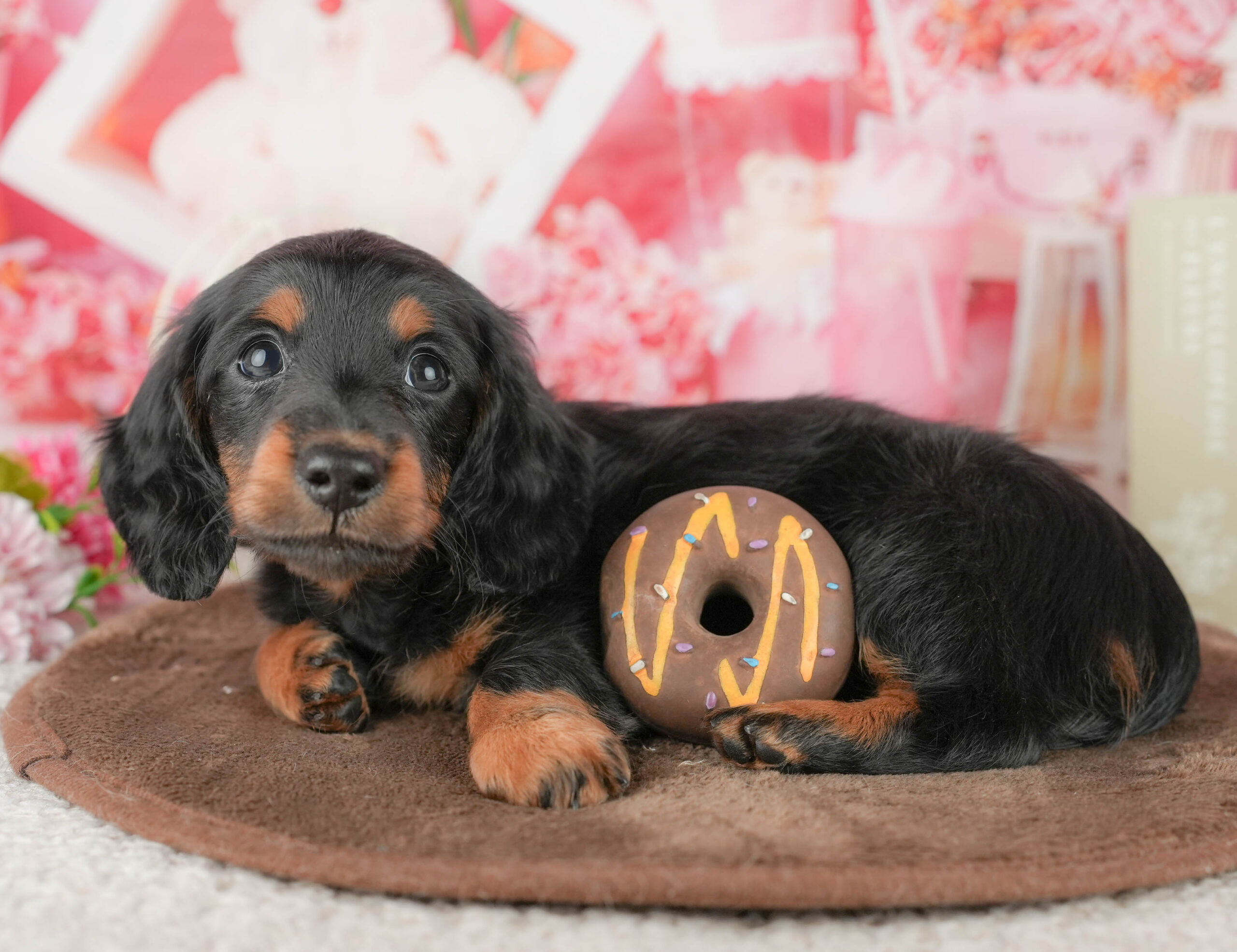 ミニチュア・ダックスフンド(ロング) | 男の子 | ブラック＆タン | 2026年1月18日