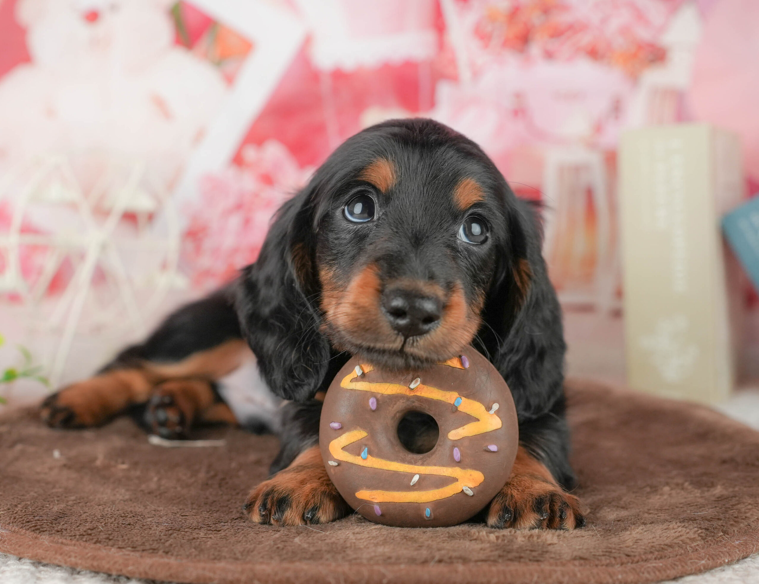 ミニチュア・ダックスフンド(ロング) | 男の子 | ブラック＆タン | 2026年1月18日