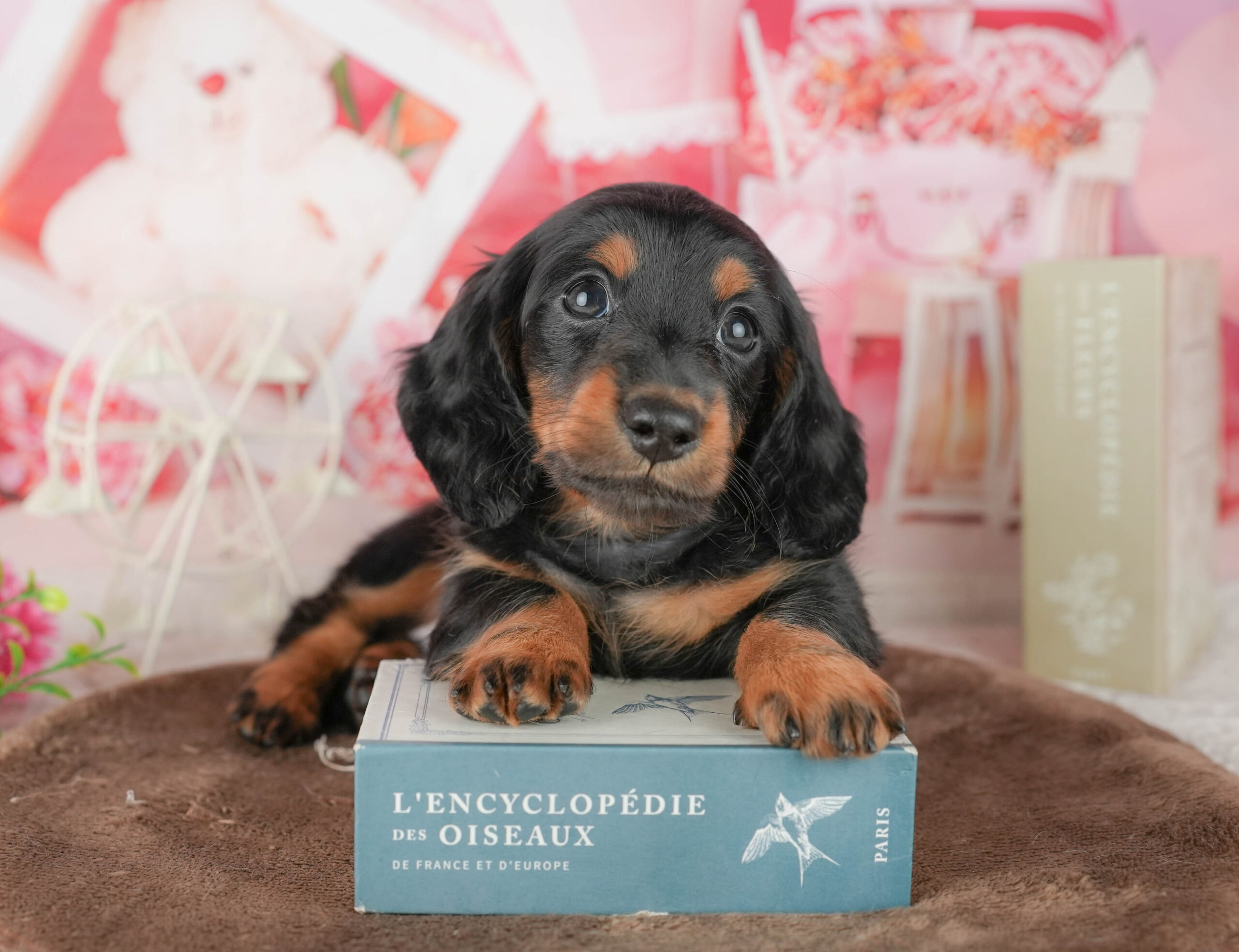 ミニチュア・ダックスフンド(ロング) | 男の子 | ブラック＆タン | 2026年1月18日