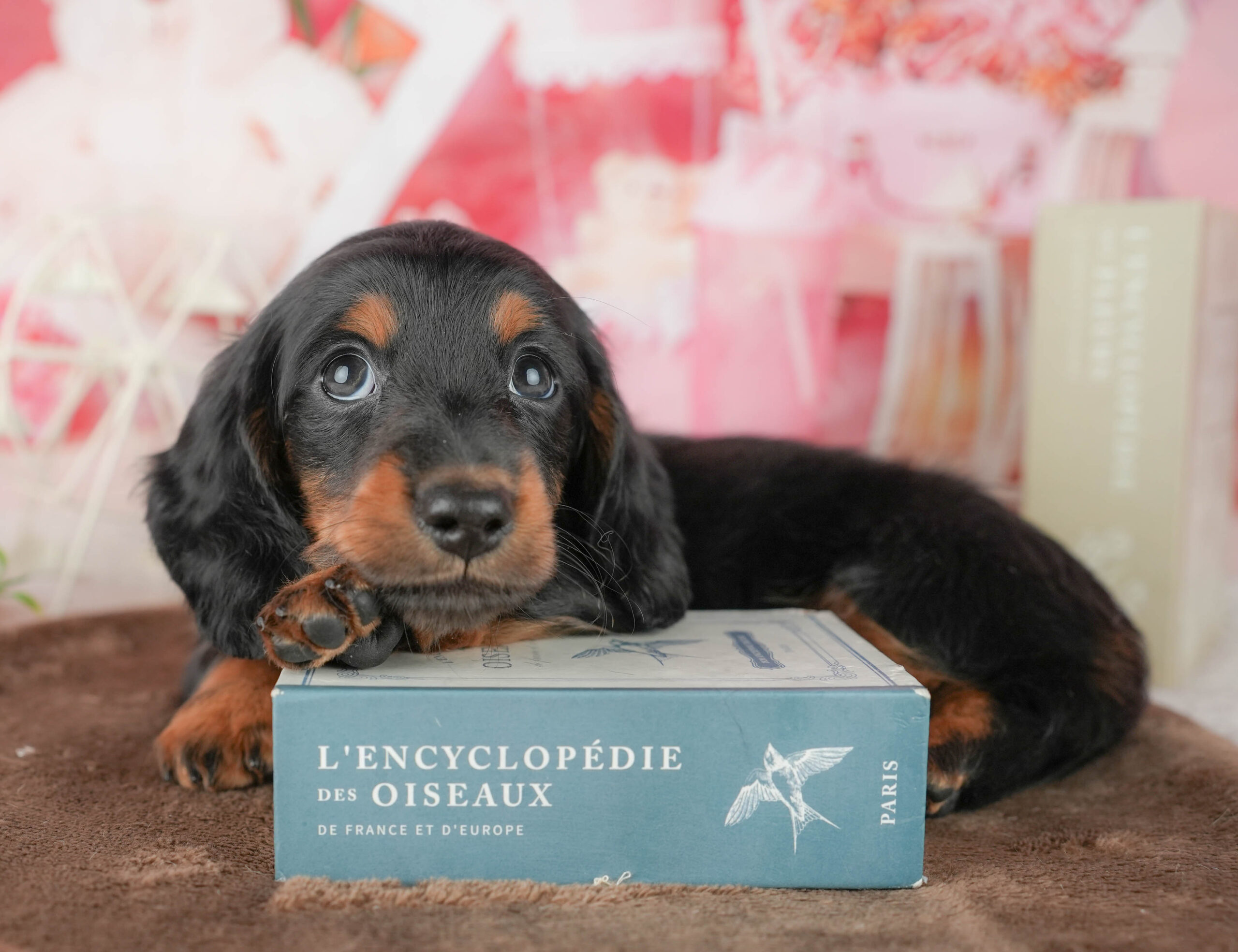 ミニチュア・ダックスフンド(ロング) | 男の子 | ブラック＆タン | 2026年1月18日