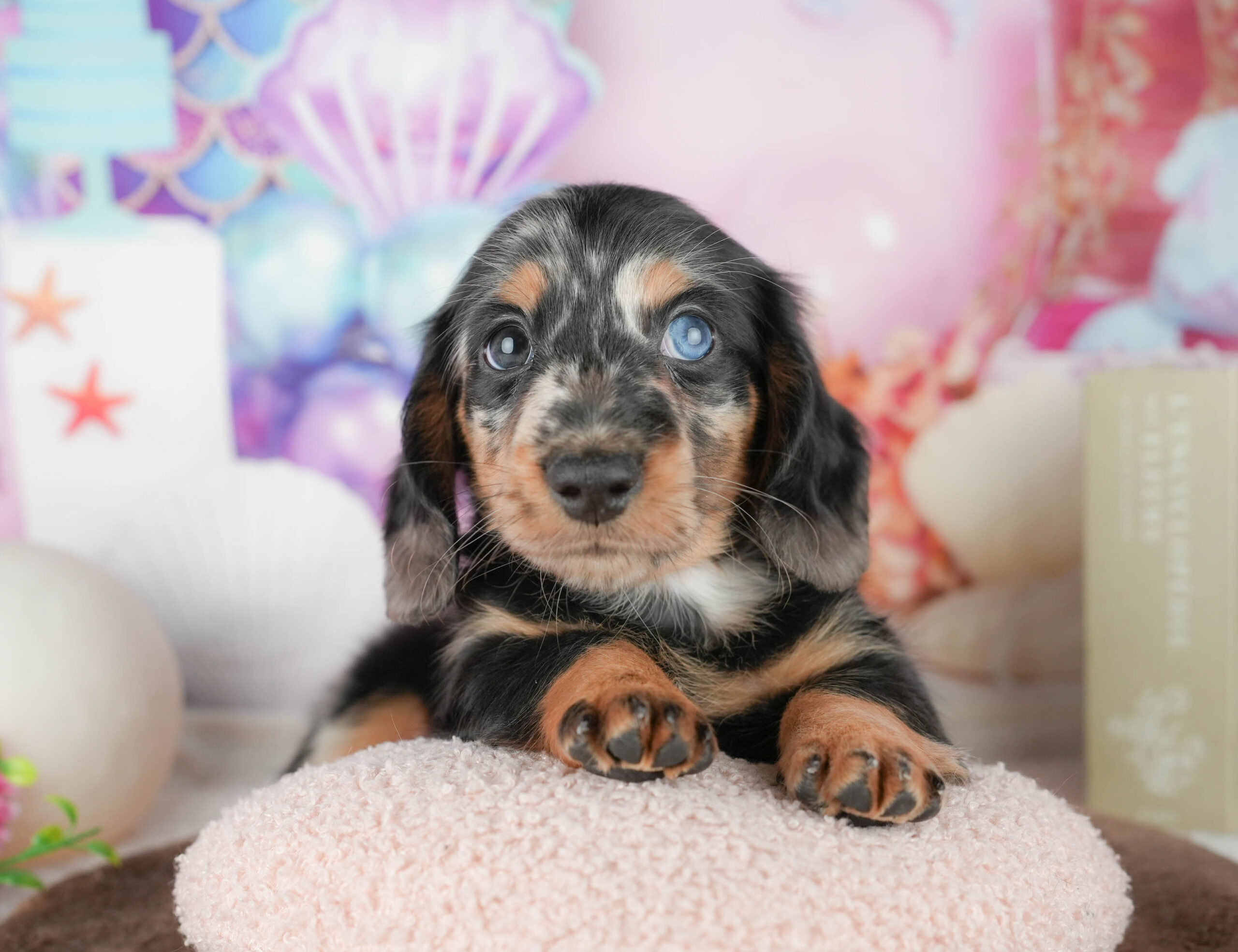 ミニチュア・ダックスフンド(ロング) | 男の子 | シルバーダップル | 2026年1月18日