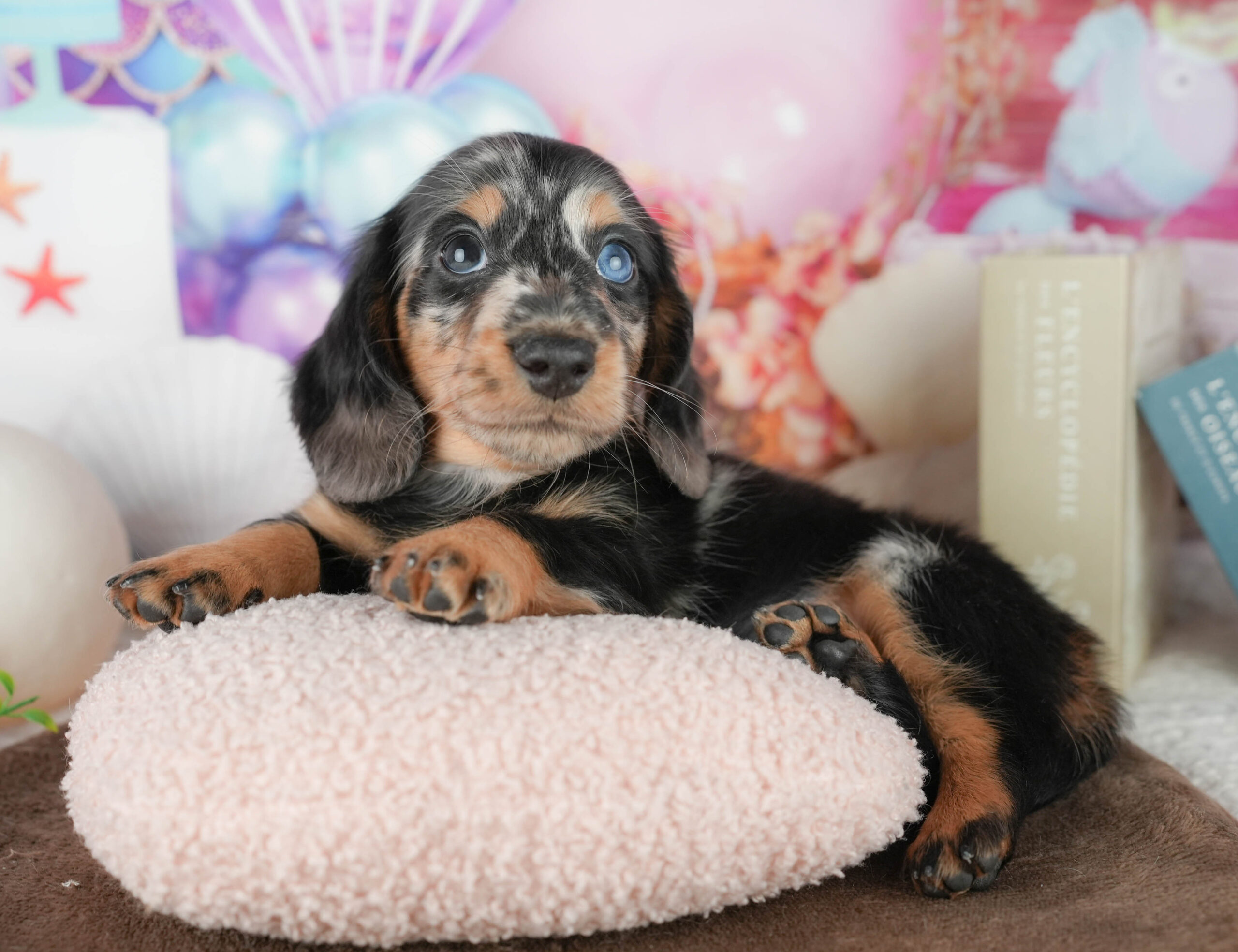 ミニチュア・ダックスフンド(ロング) | 男の子 | シルバーダップル | 2026年1月18日