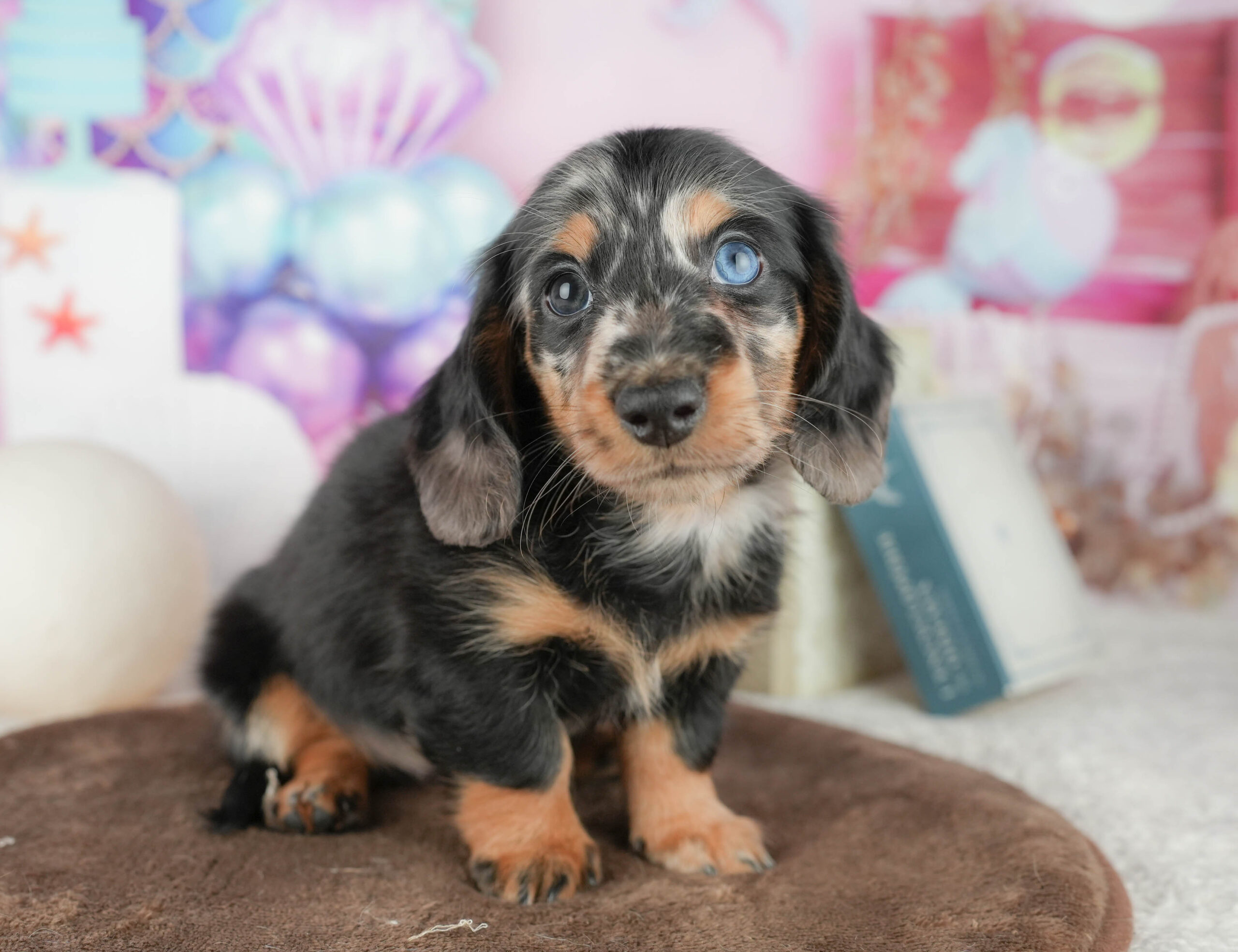 ミニチュア・ダックスフンド(ロング) | 男の子 | シルバーダップル | 2026年1月18日