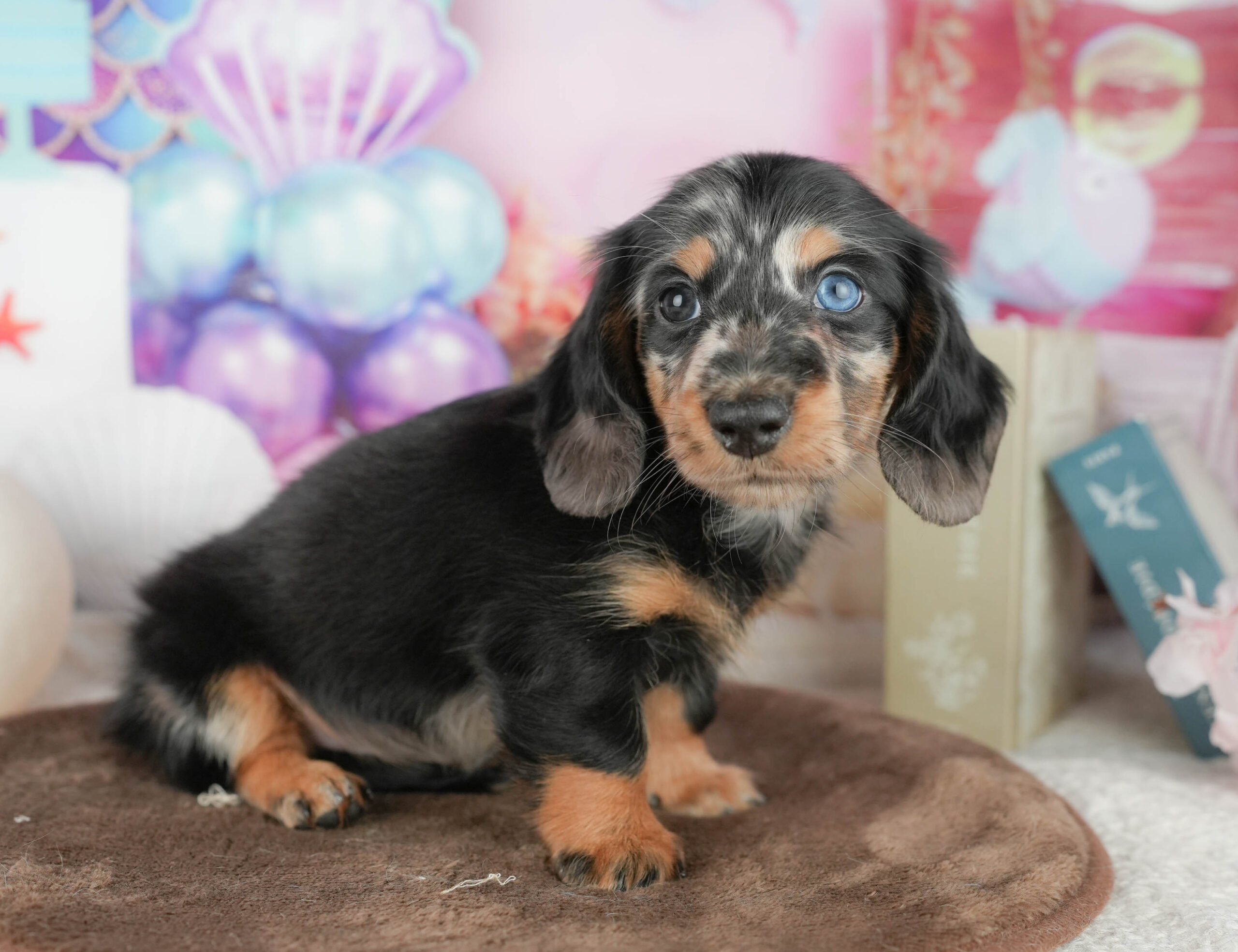 ミニチュア・ダックスフンド(ロング) | 男の子 | シルバーダップル | 2026年1月18日