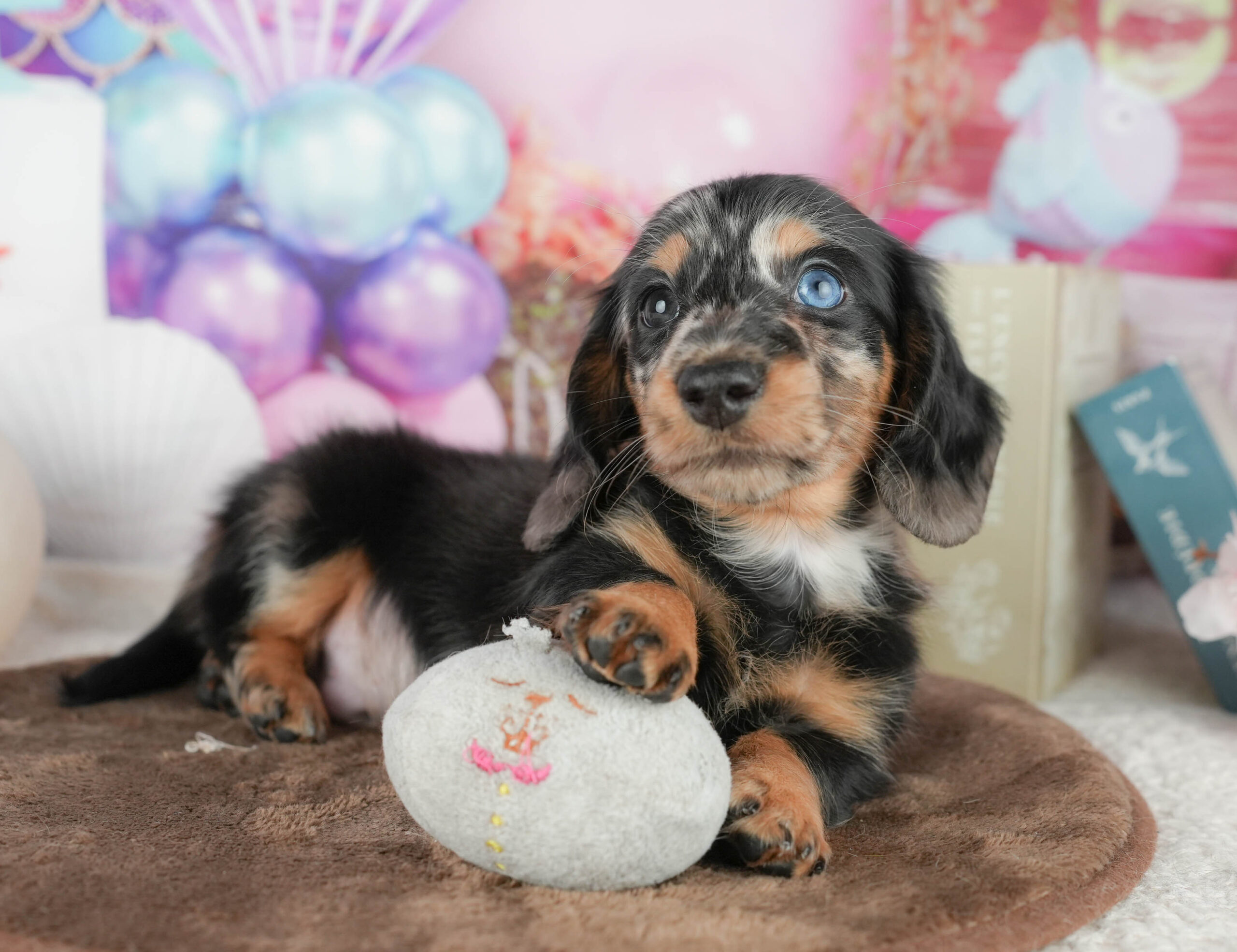 ミニチュア・ダックスフンド(ロング) | 男の子 | シルバーダップル | 2026年1月18日