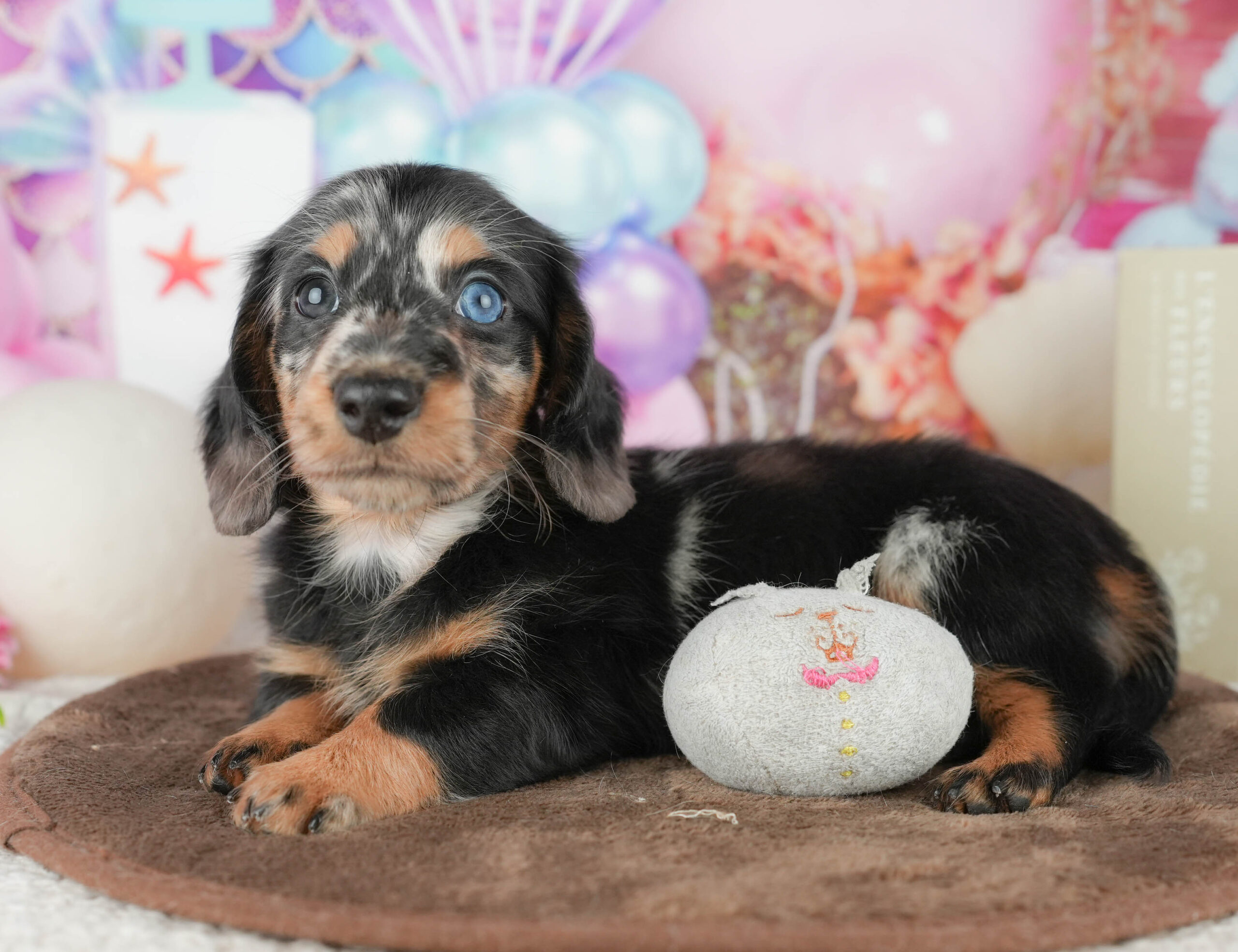 ミニチュア・ダックスフンド(ロング) | 男の子 | シルバーダップル | 2026年1月18日