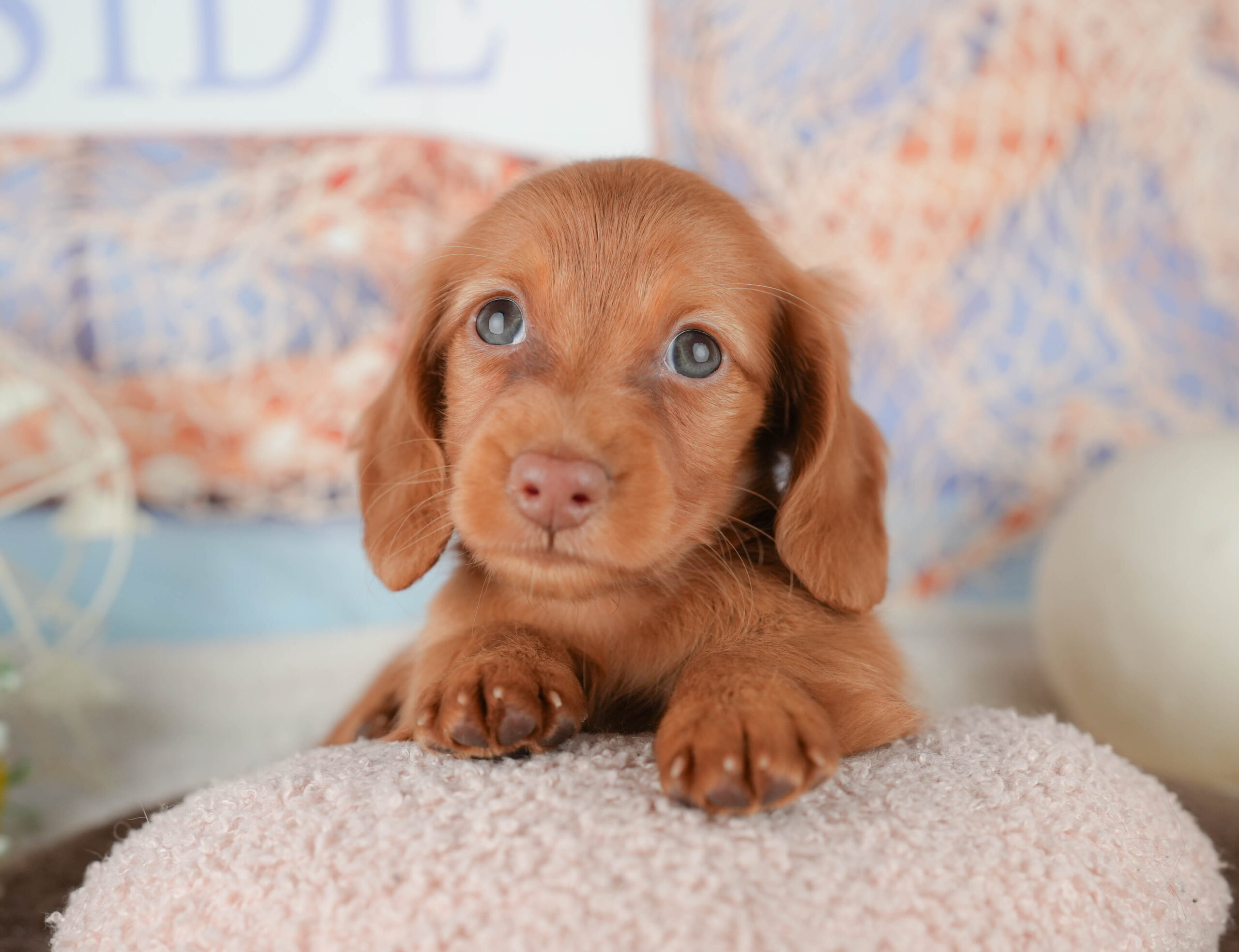 ミニチュア・ダックスフンド(ロング) | 女の子 | レッド | 2026年1月18日