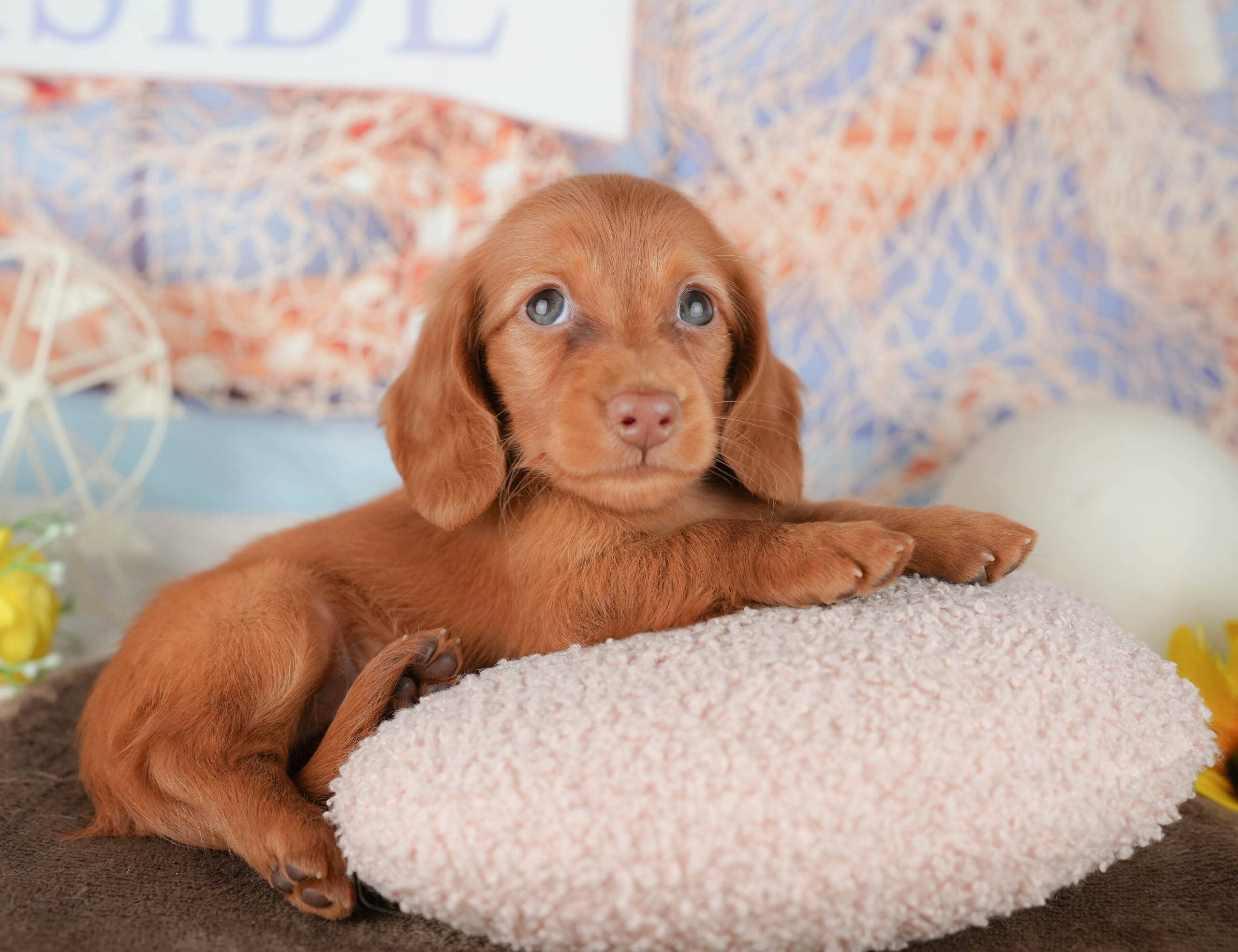 ミニチュア・ダックスフンド(ロング) | 女の子 | レッド | 2026年1月18日