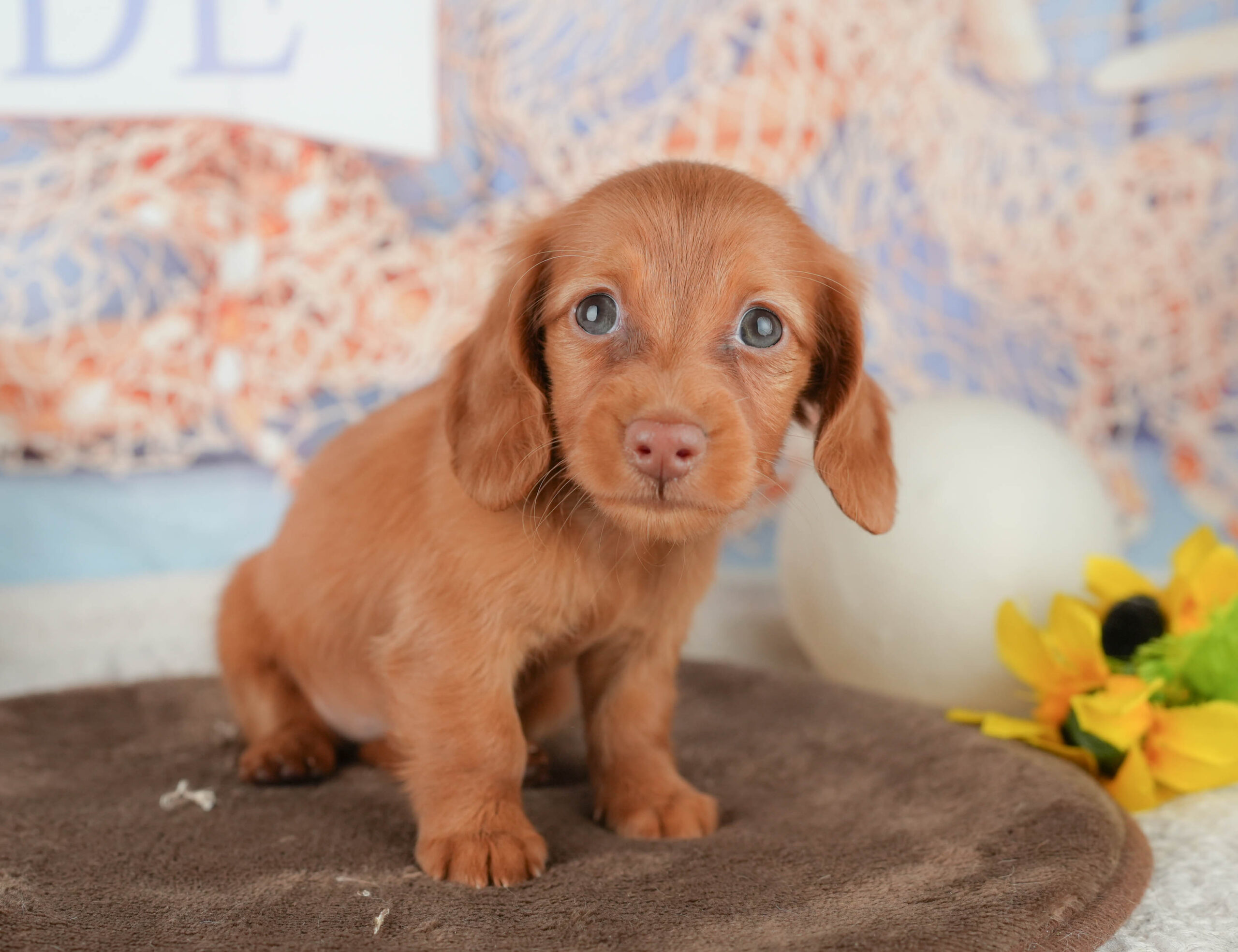 ミニチュア・ダックスフンド(ロング) | 女の子 | レッド | 2026年1月18日