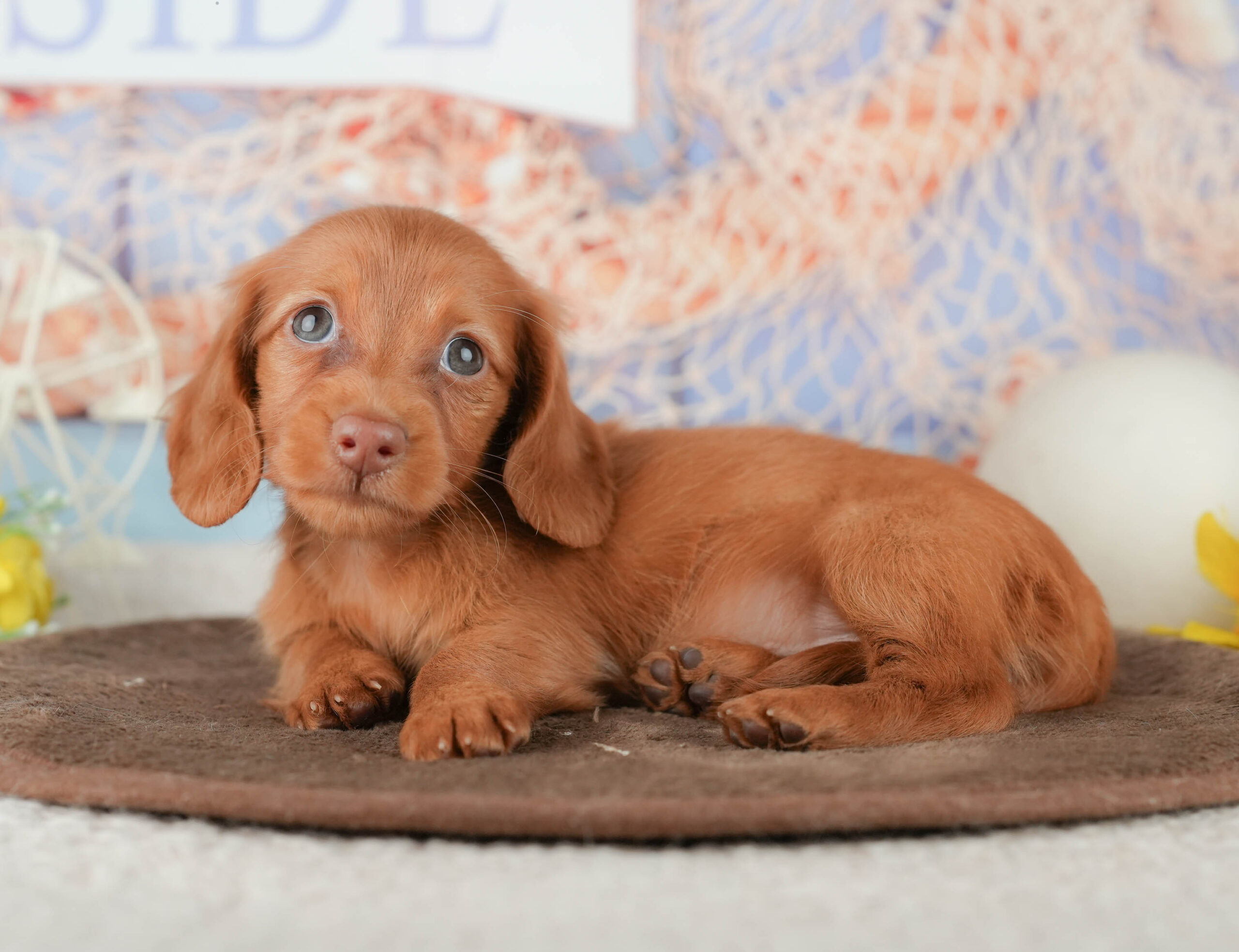 ミニチュア・ダックスフンド(ロング) | 女の子 | レッド | 2026年1月18日