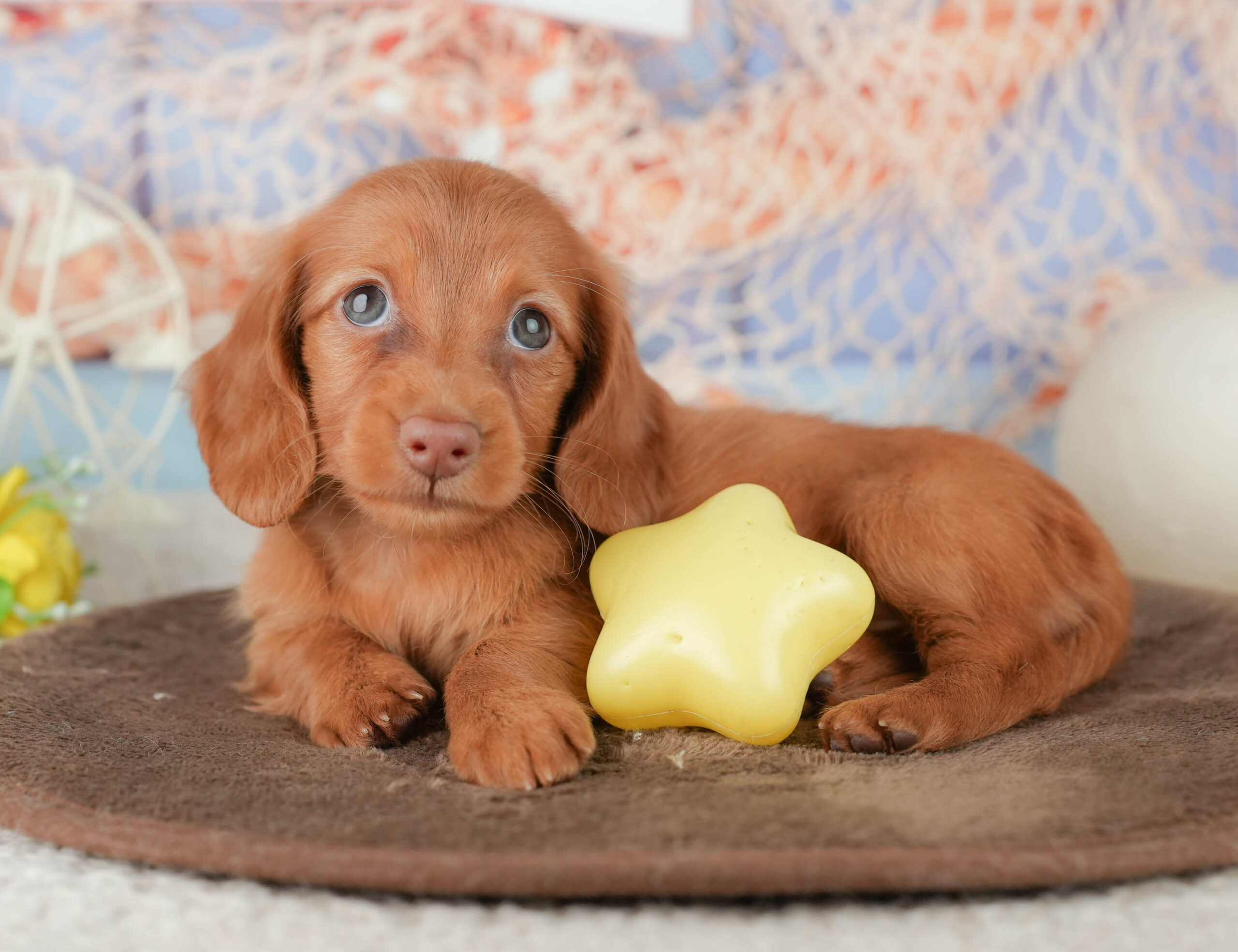 ミニチュア・ダックスフンド(ロング) | 女の子 | レッド | 2026年1月18日