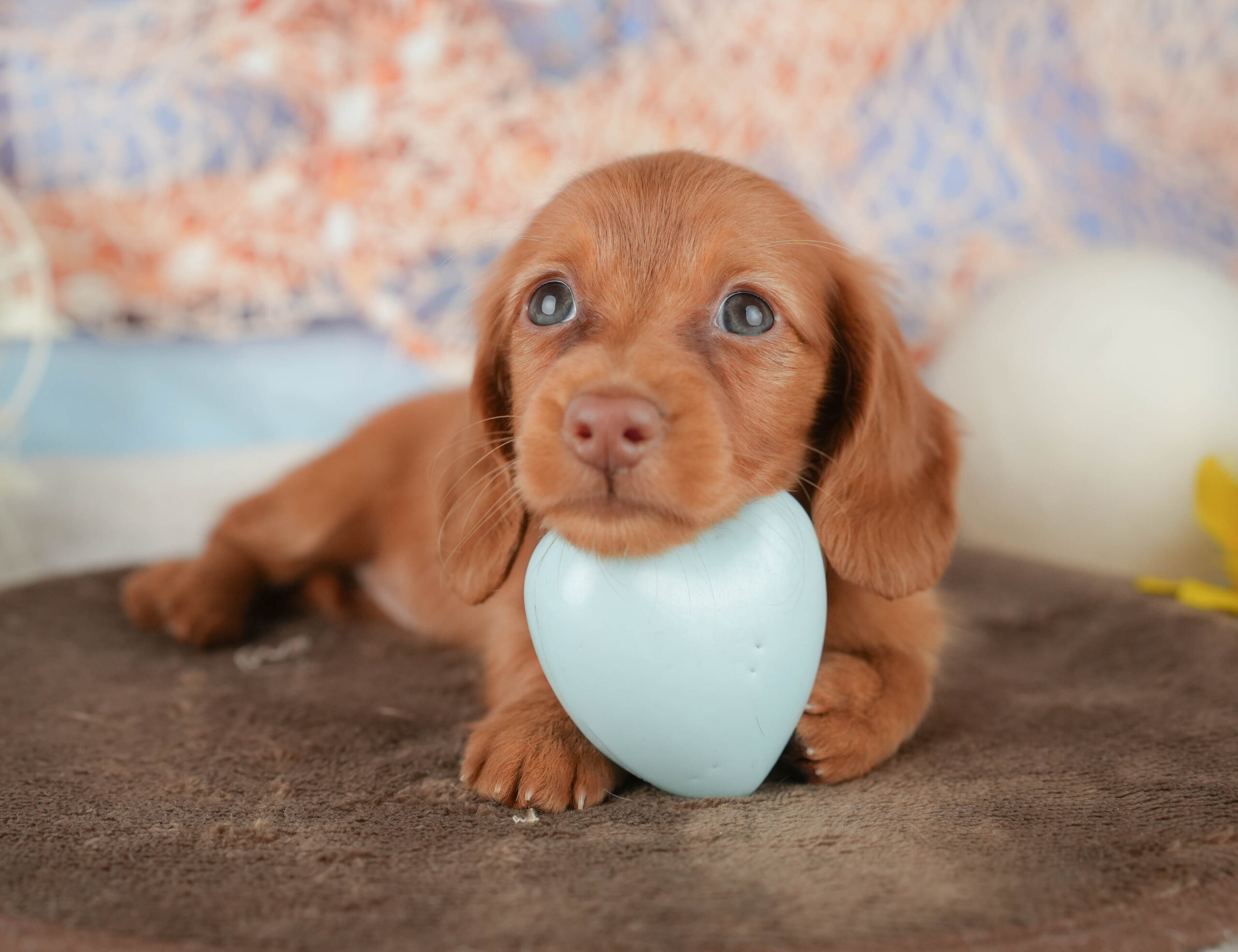 ミニチュア・ダックスフンド(ロング) | 女の子 | レッド | 2026年1月18日