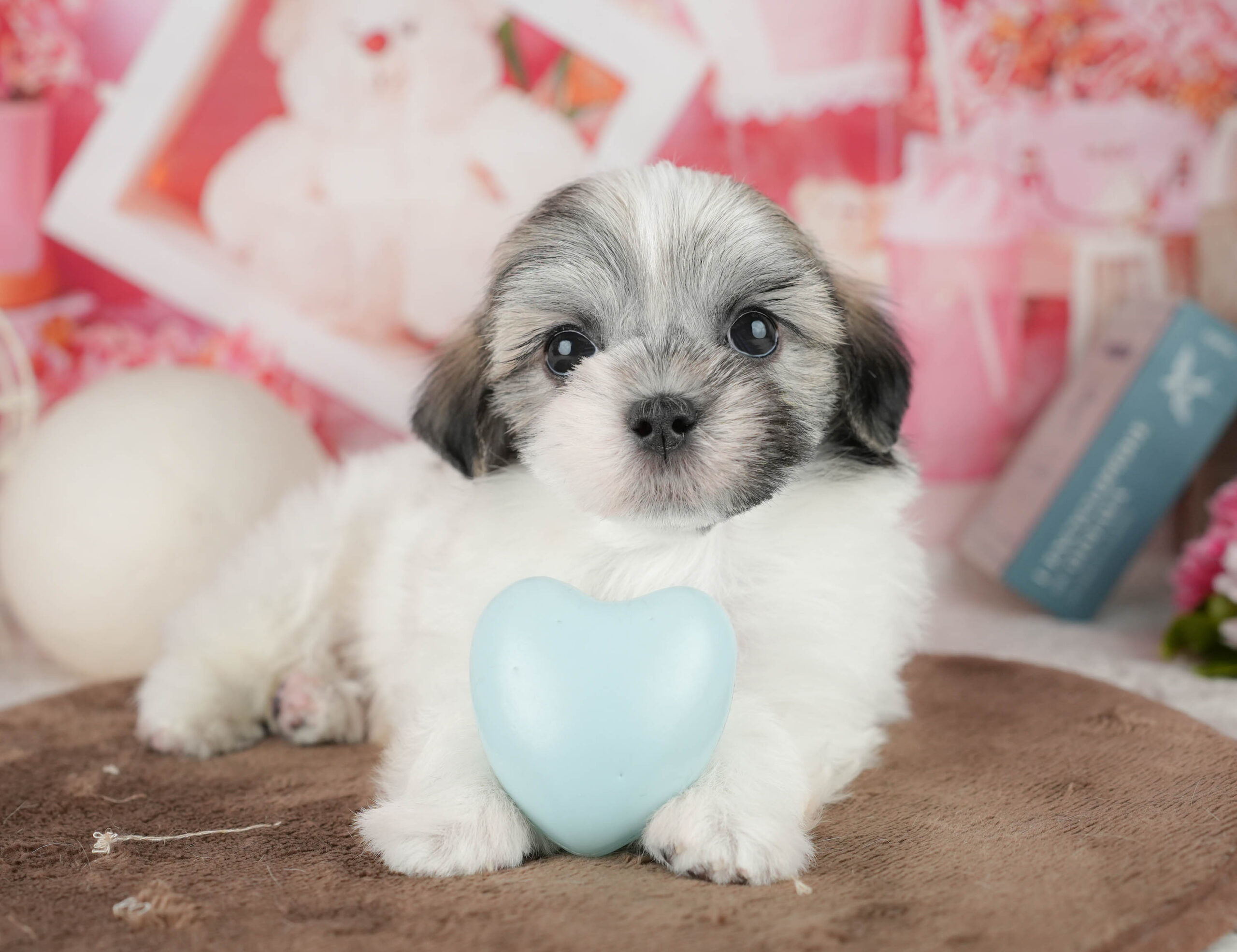 マルズー | 男の子 | ゴールド&ホワイト | 2026年1月18日