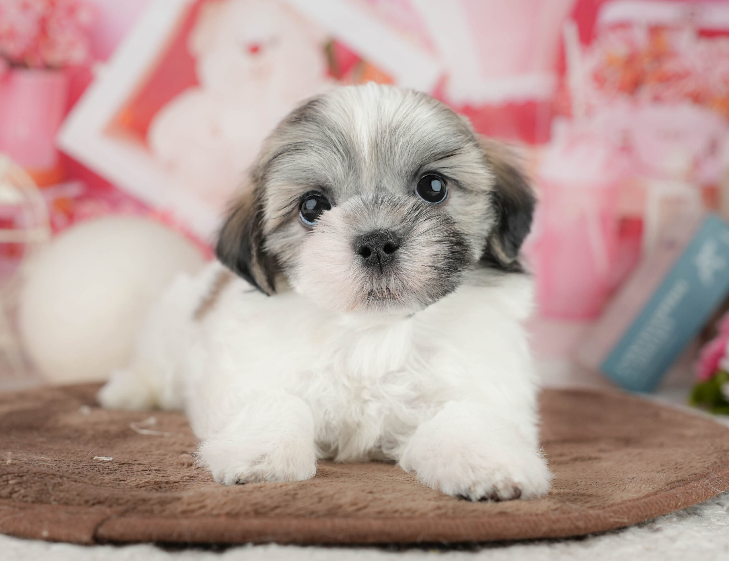 マルズー | 男の子 | ゴールド&ホワイト | 2026年1月18日