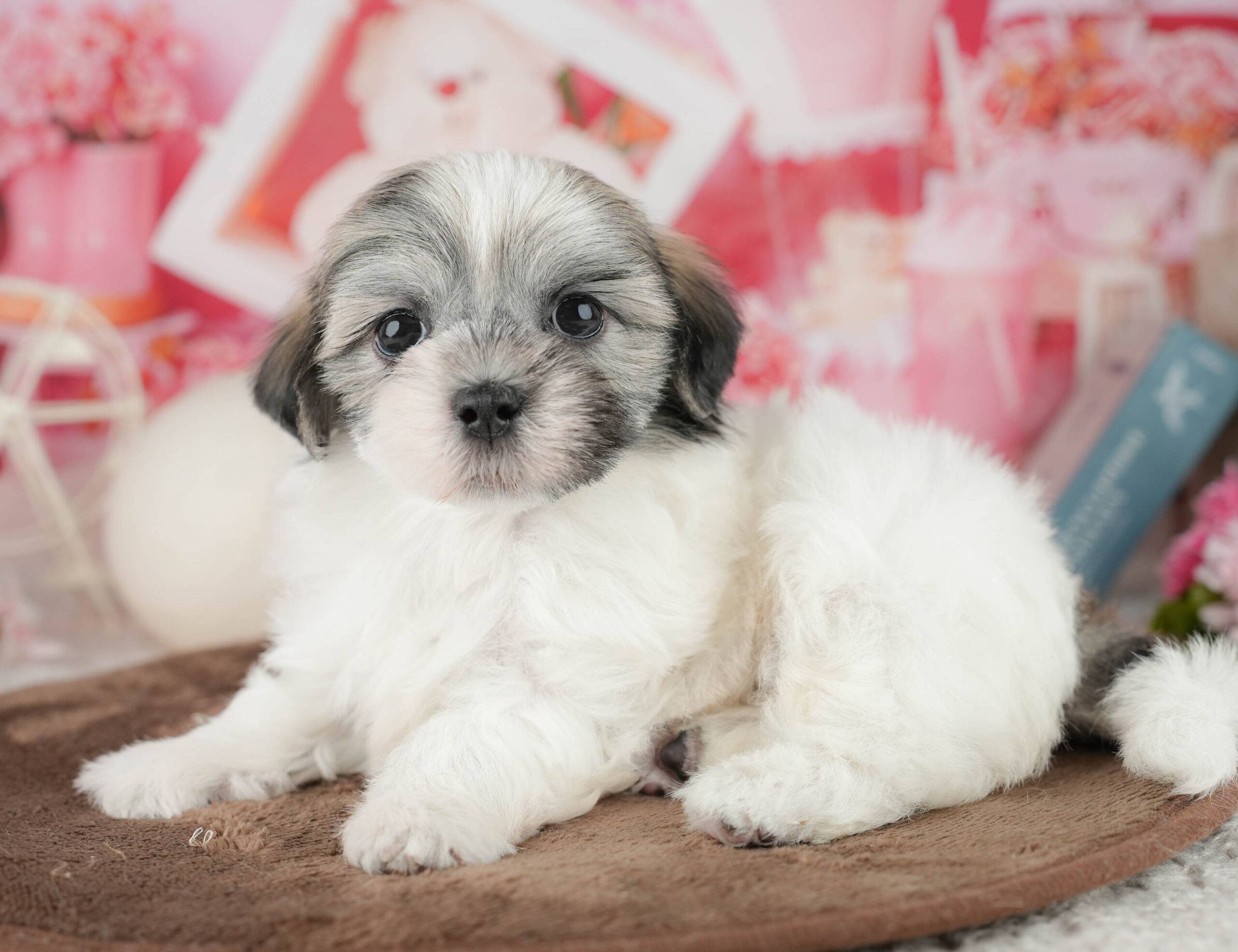 マルズー | 男の子 | ゴールド&ホワイト | 2026年1月18日