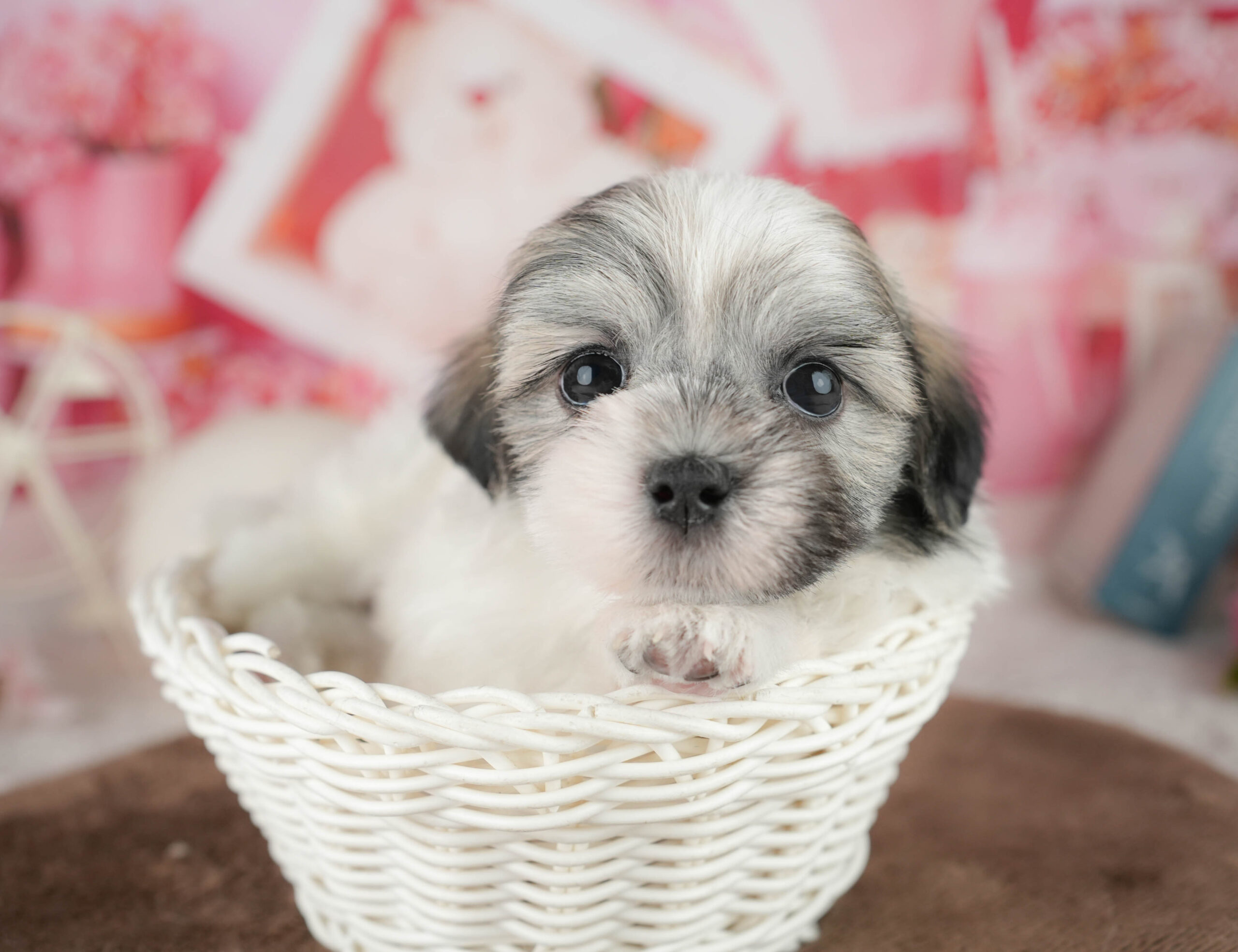 マルズー | 男の子 | ゴールド&ホワイト | 2026年1月18日