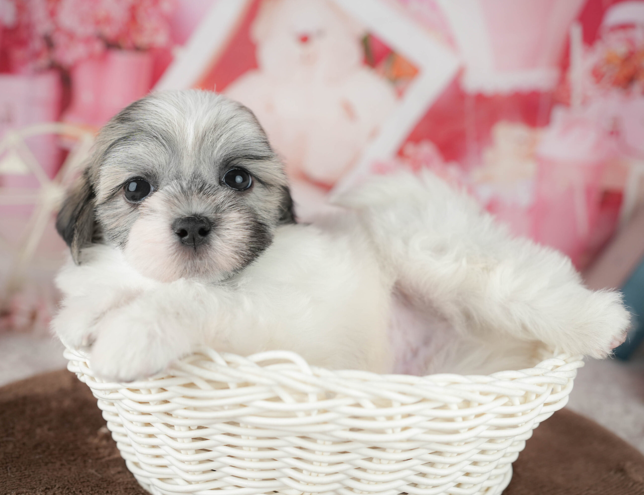 マルズー | 男の子 | ゴールド&ホワイト | 2026年1月18日