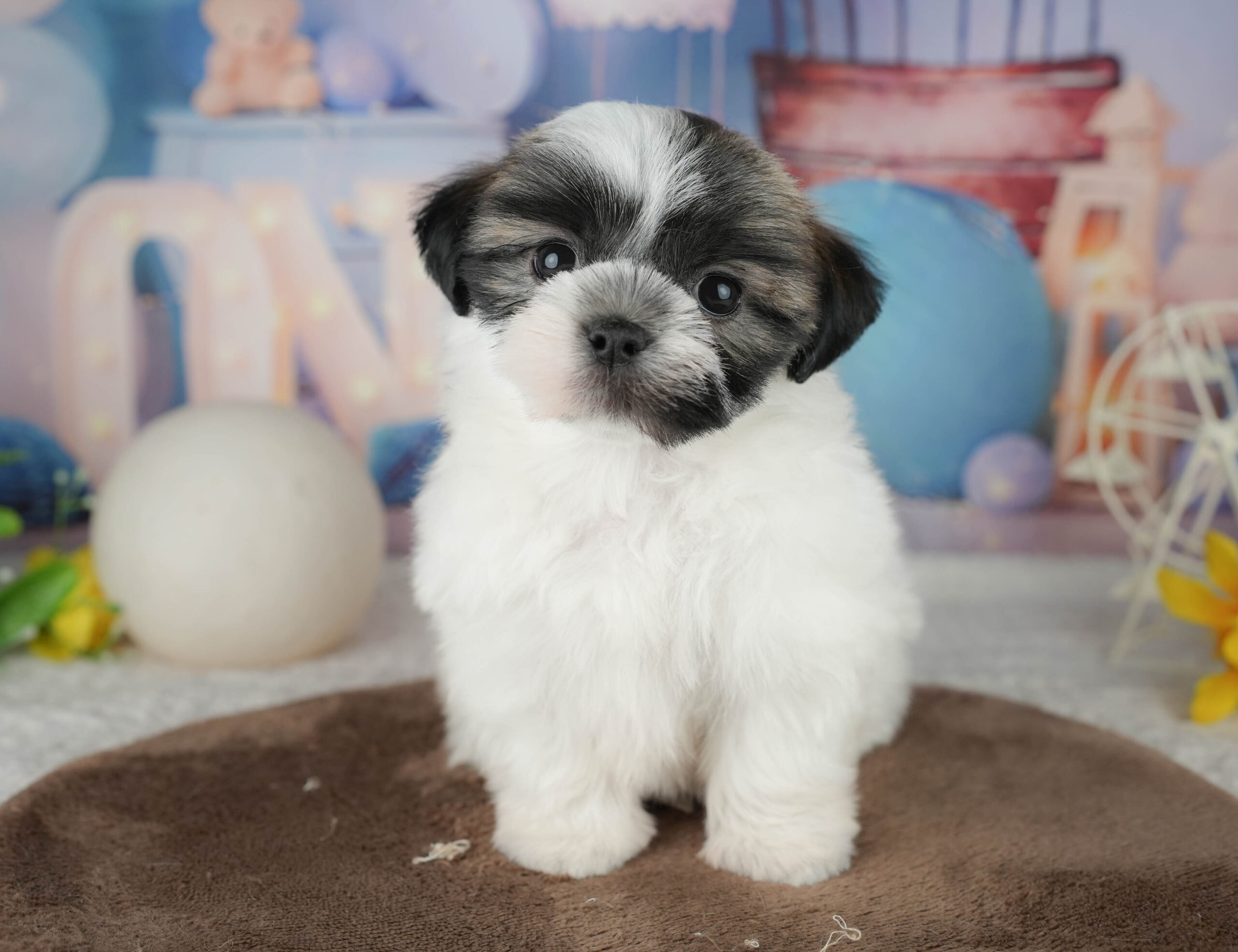 マルズー | 男の子 | ゴールド&ホワイト | 2026年1月18日