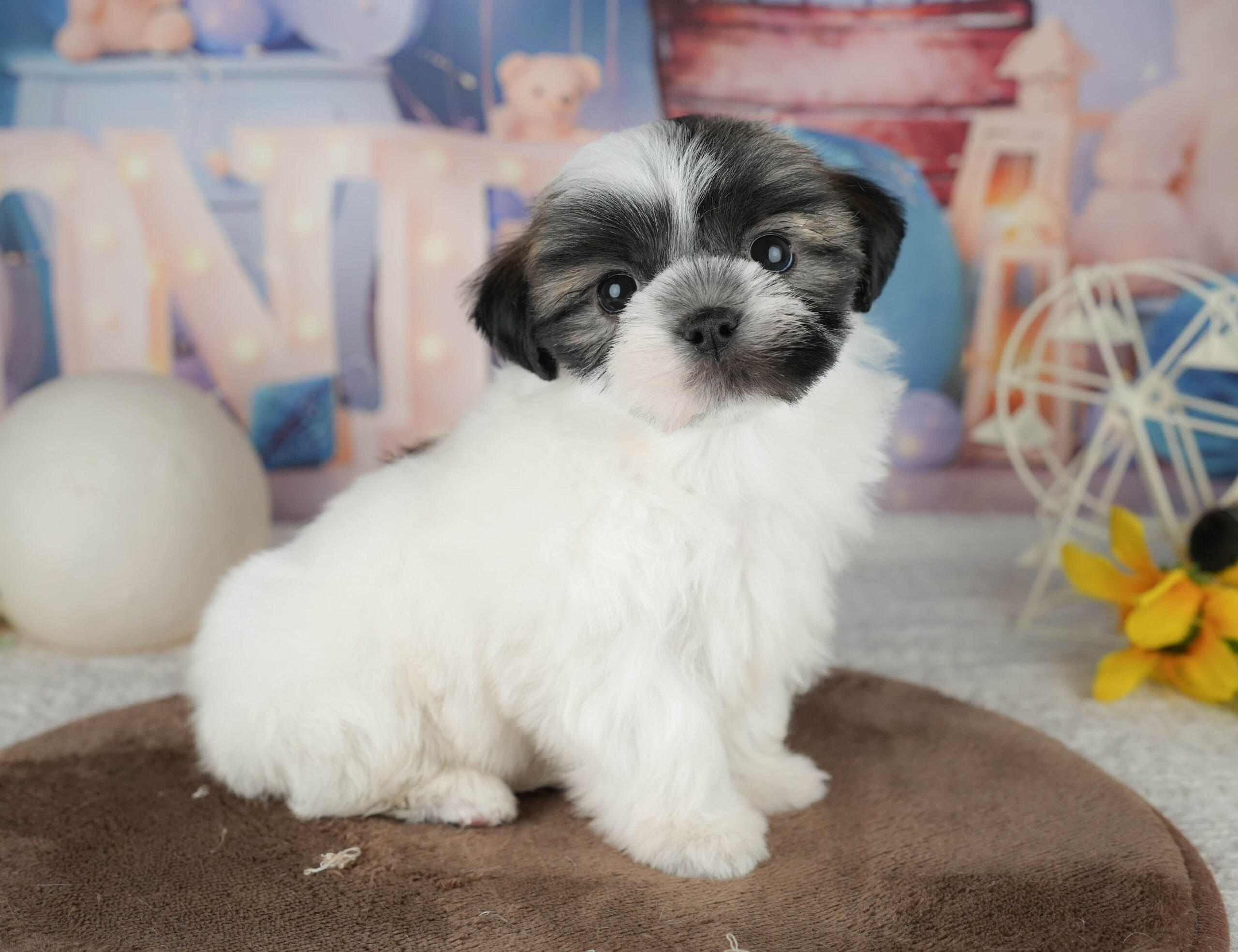 マルズー | 男の子 | ゴールド&ホワイト | 2026年1月18日