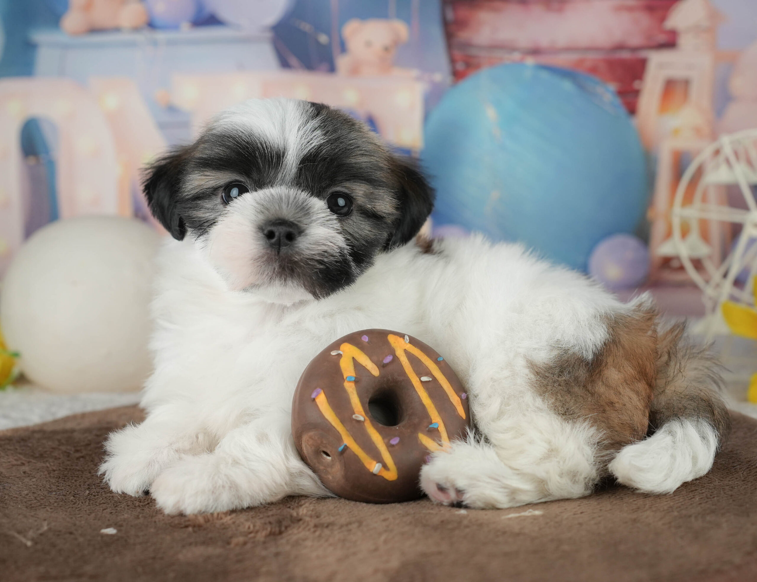 マルズー | 男の子 | ゴールド&ホワイト | 2026年1月18日