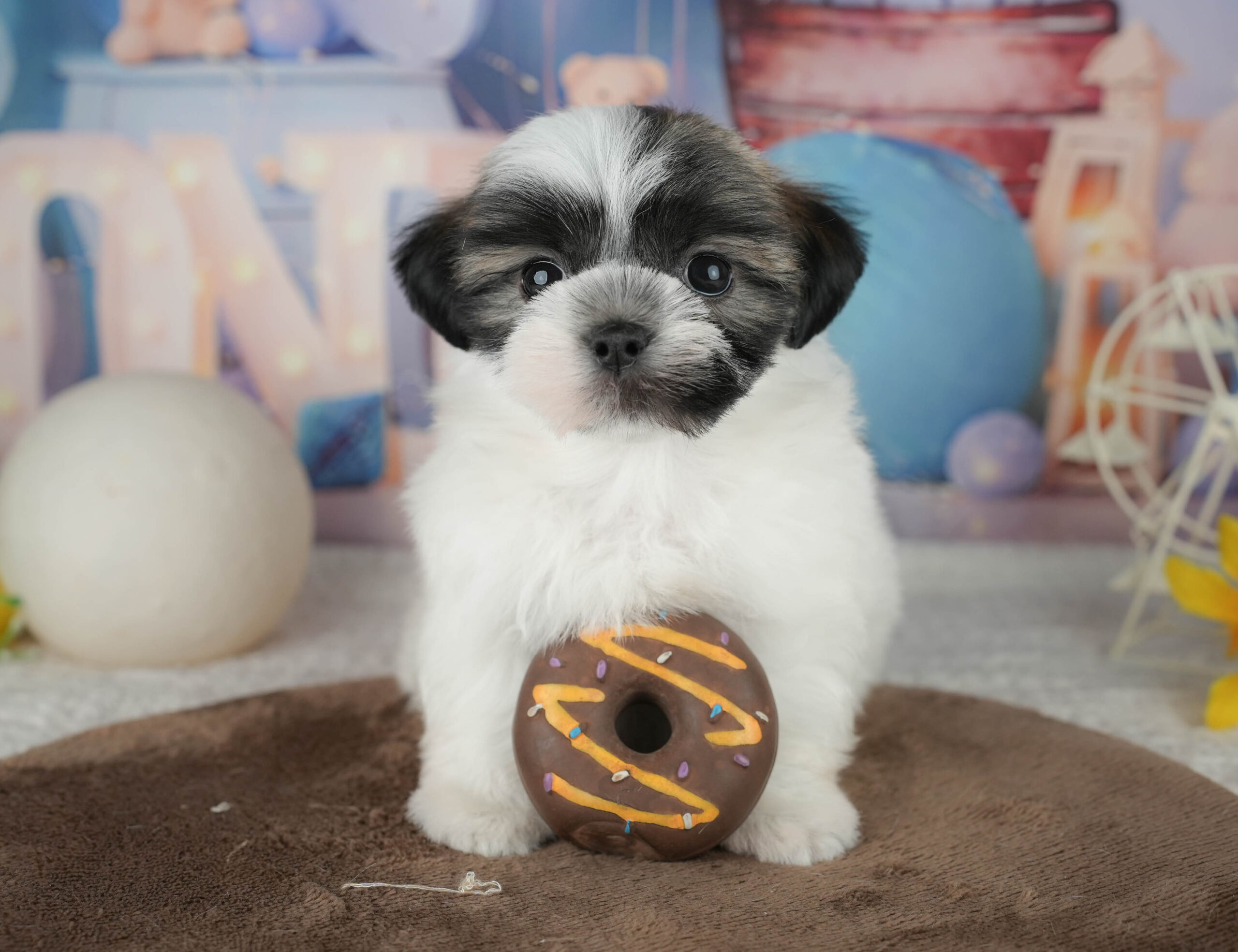 マルズー | 男の子 | ゴールド&ホワイト | 2026年1月18日