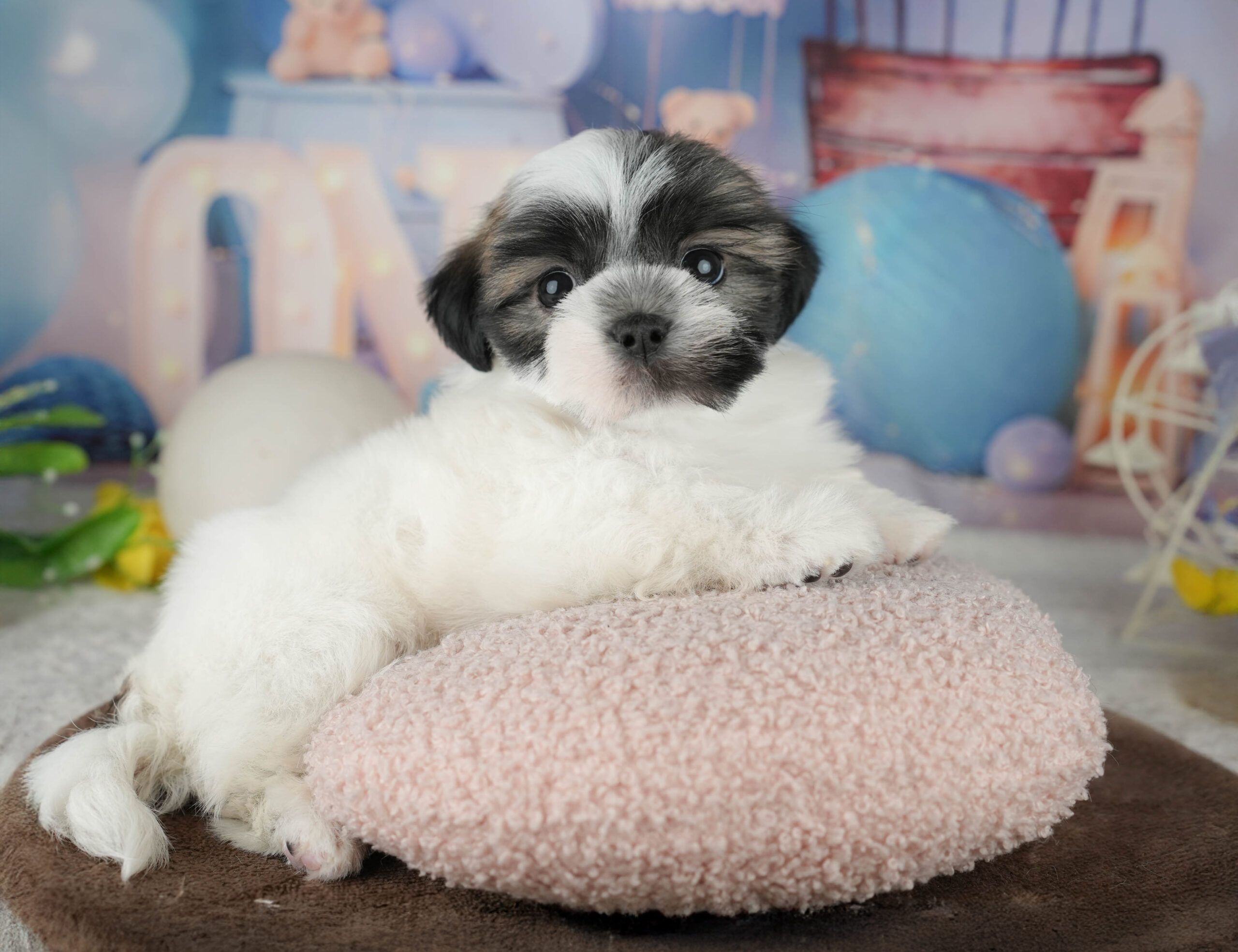 マルズー | 男の子 | ゴールド&ホワイト | 2026年1月18日