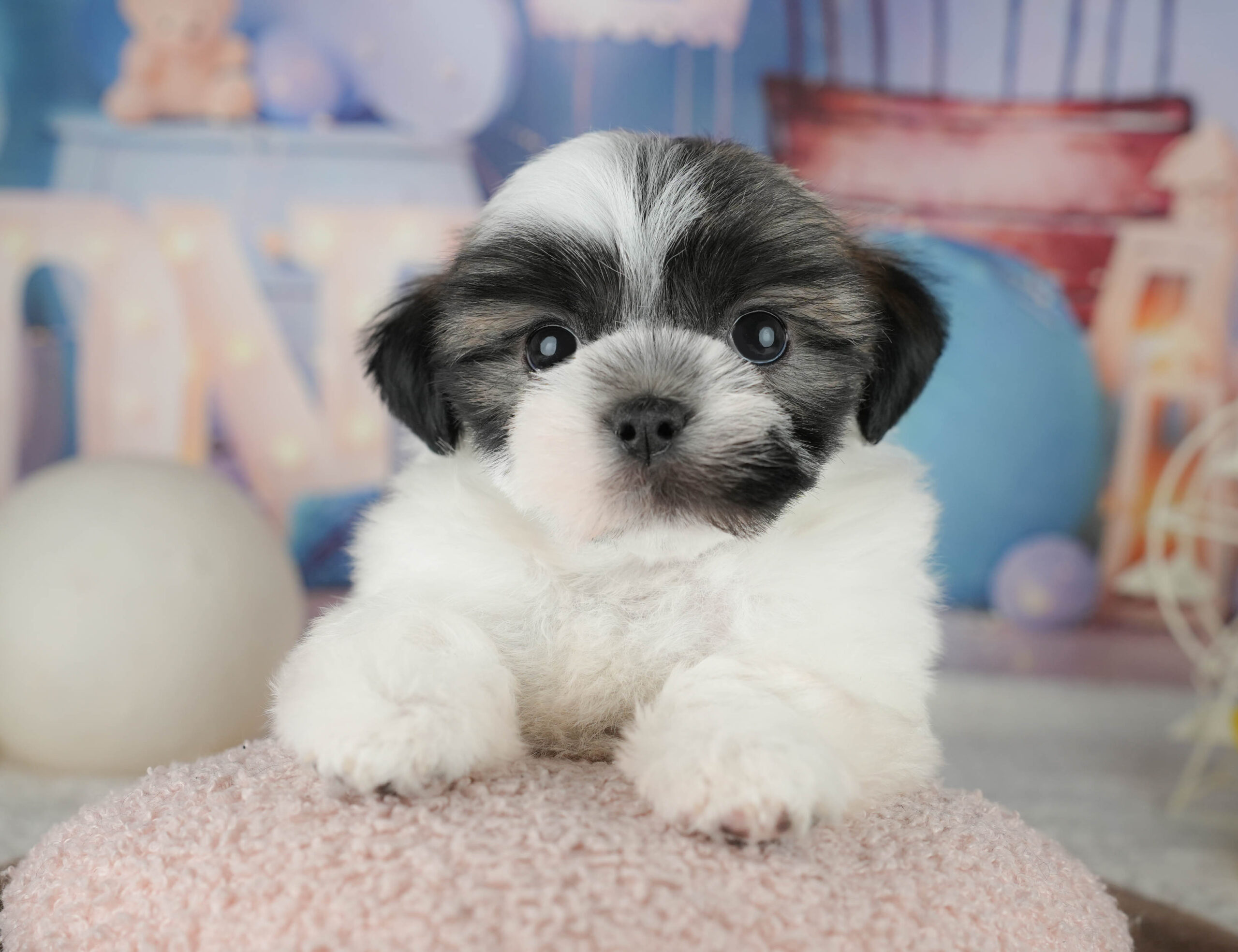 マルズー | 男の子 | ゴールド&ホワイト | 2026年1月18日