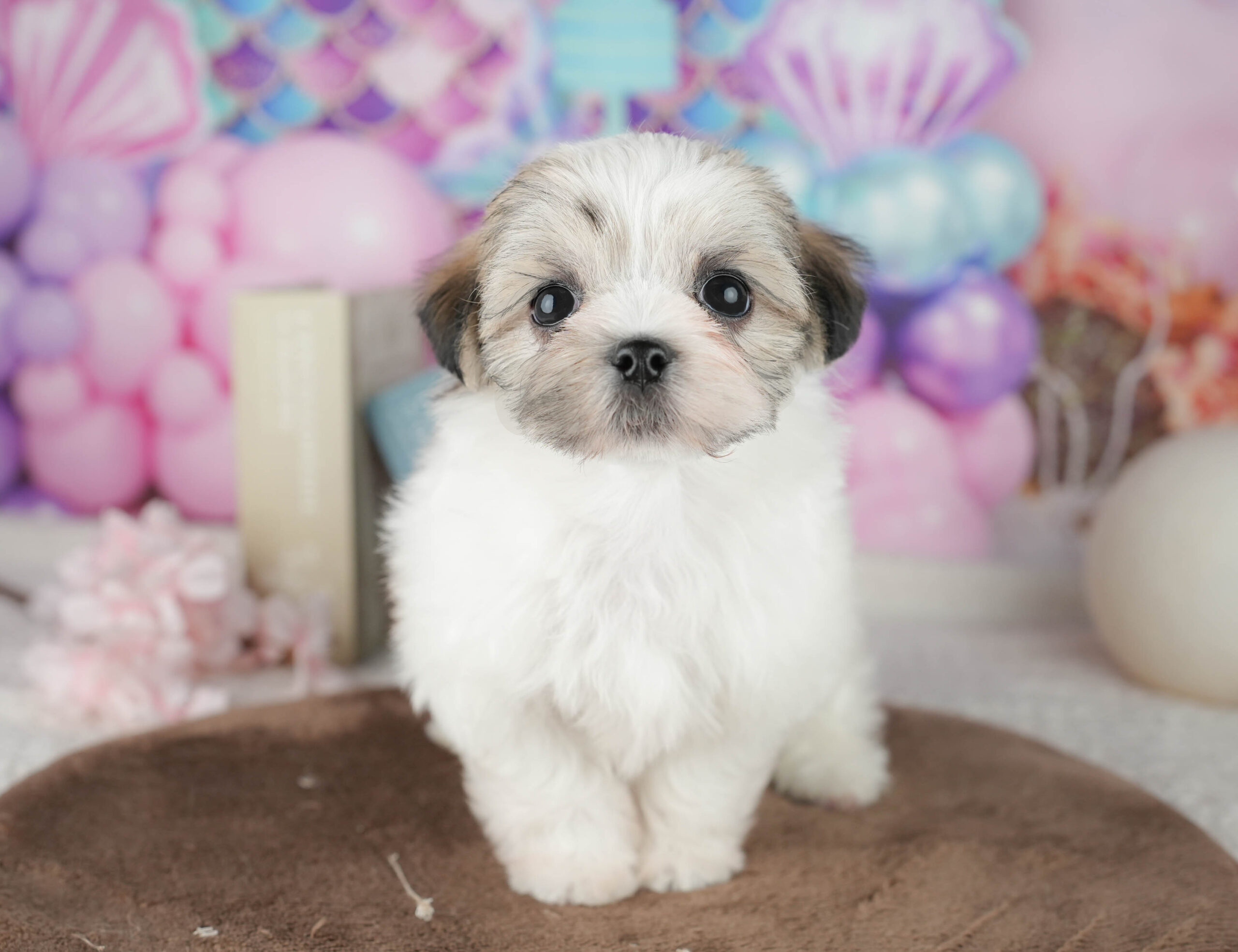 マルズー | 女の子 | ゴールド&ホワイト | 2026年1月18日