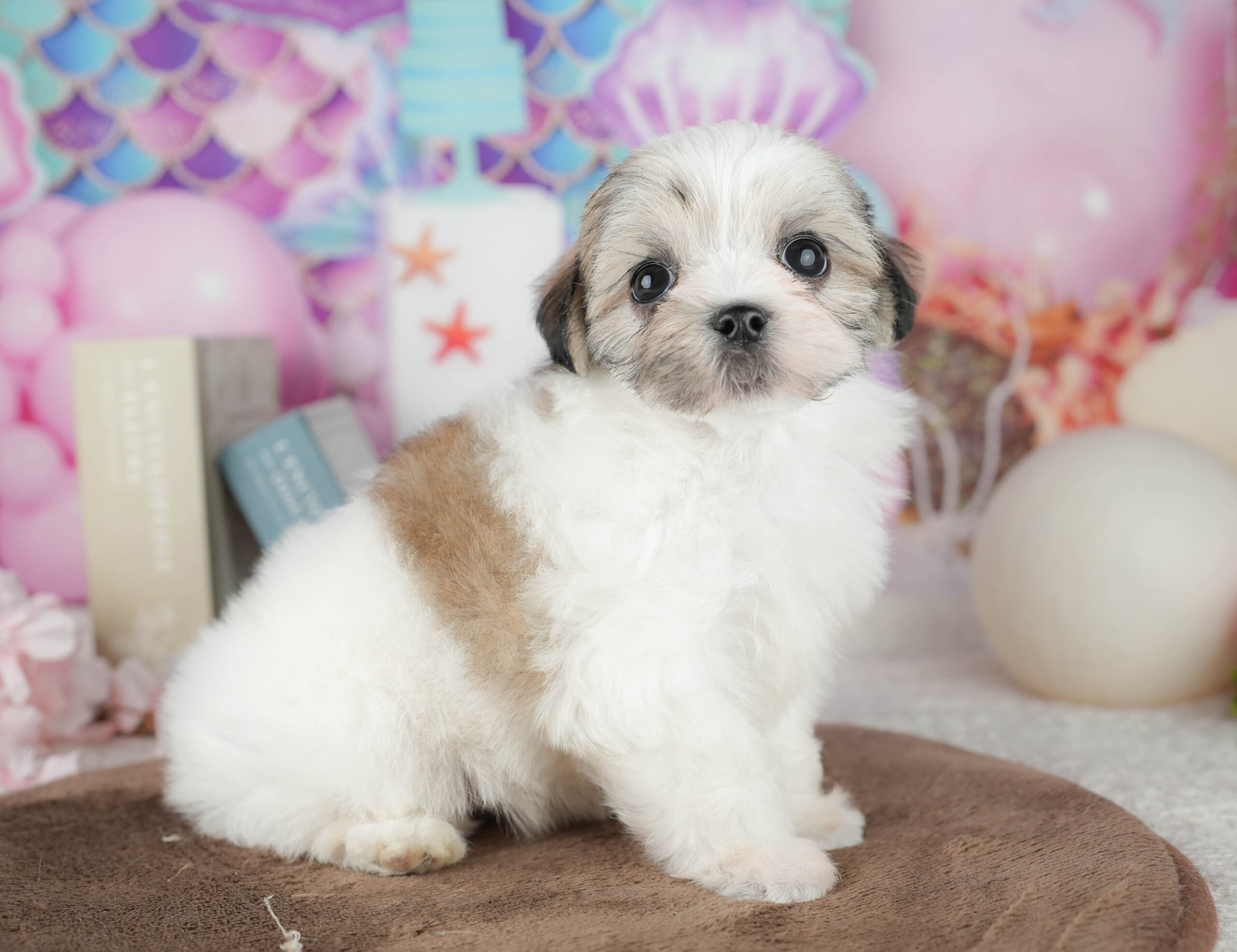 マルズー | 女の子 | ゴールド&ホワイト | 2026年1月18日