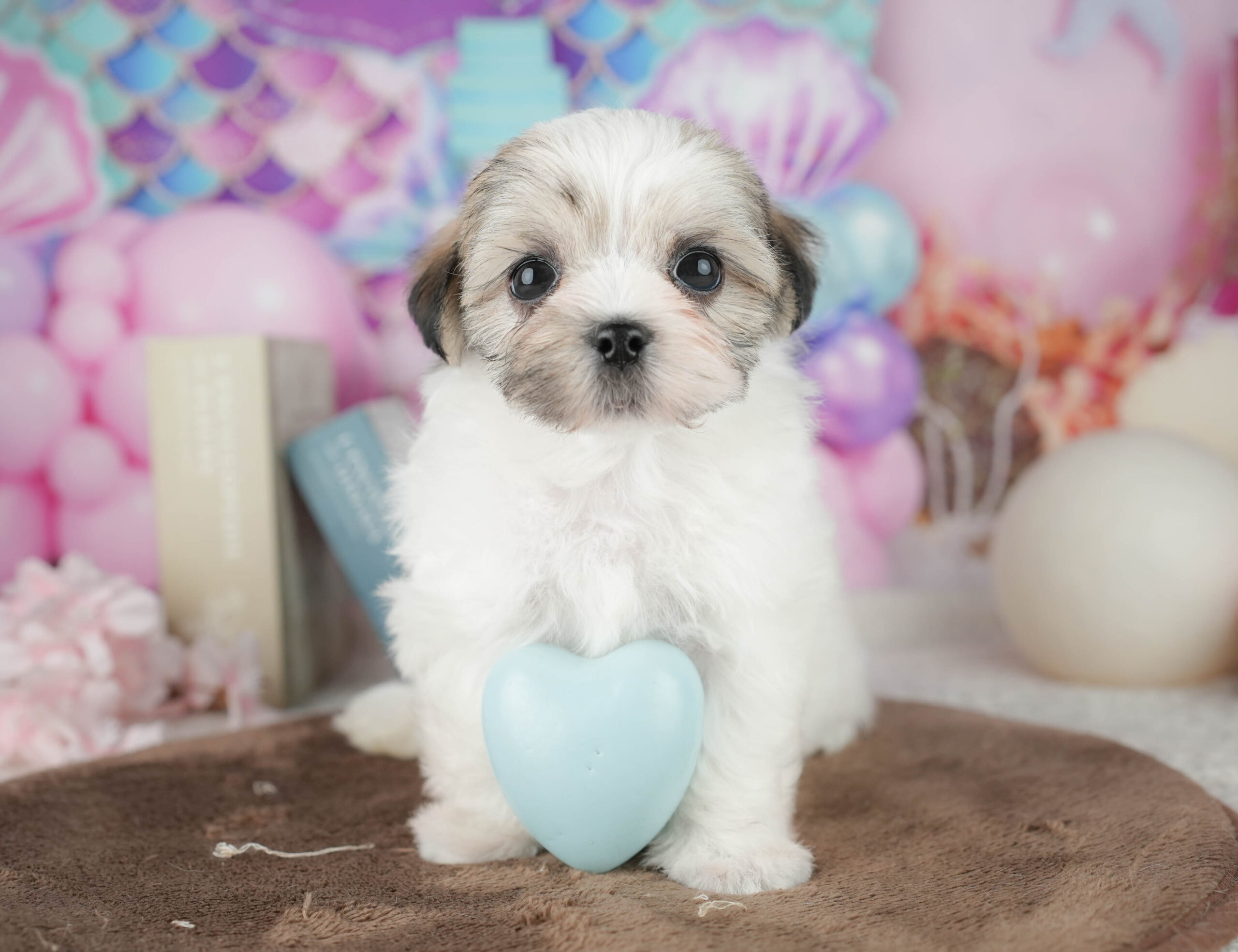 マルズー | 女の子 | ゴールド&ホワイト | 2026年1月18日