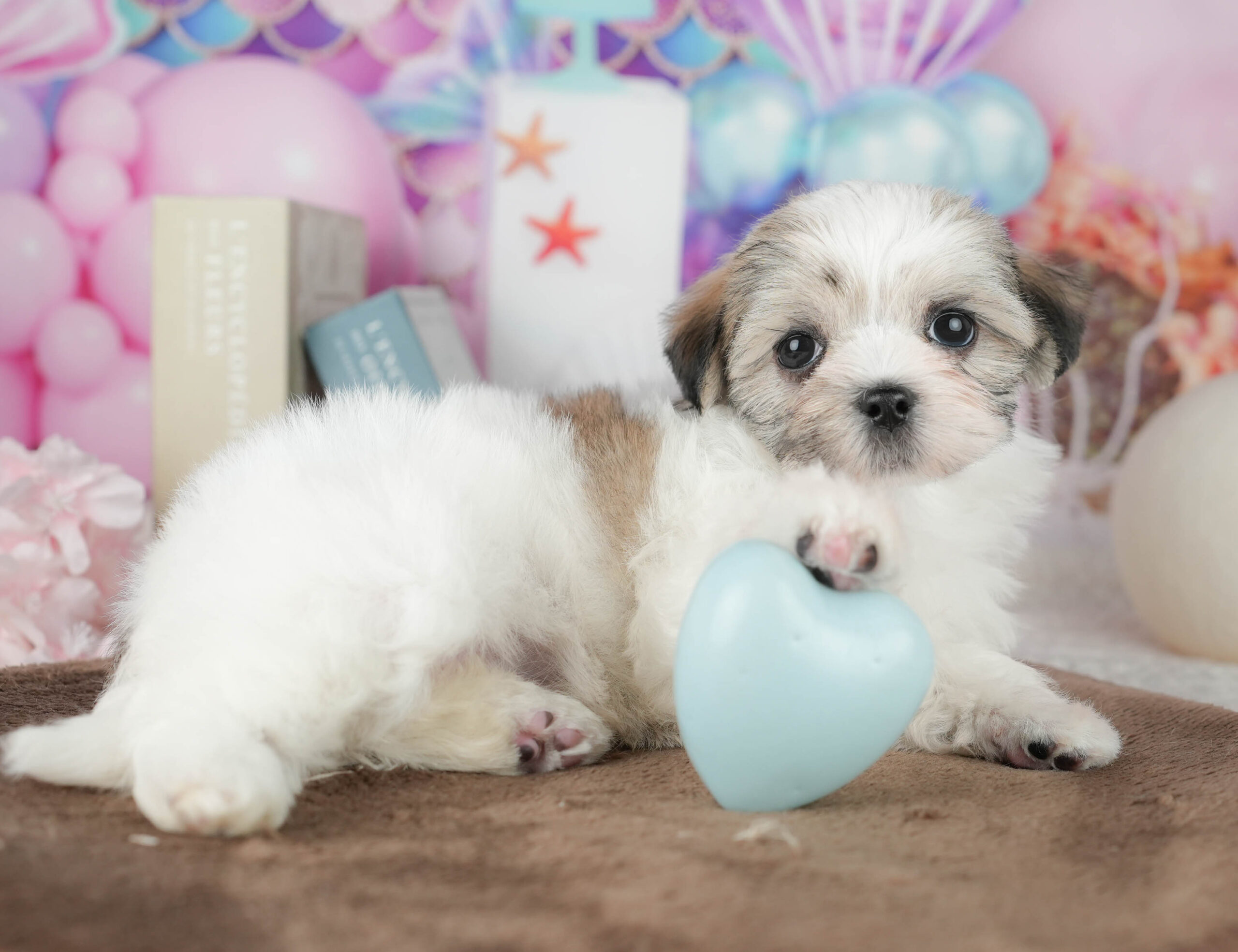 マルズー | 女の子 | ゴールド&ホワイト | 2026年1月18日