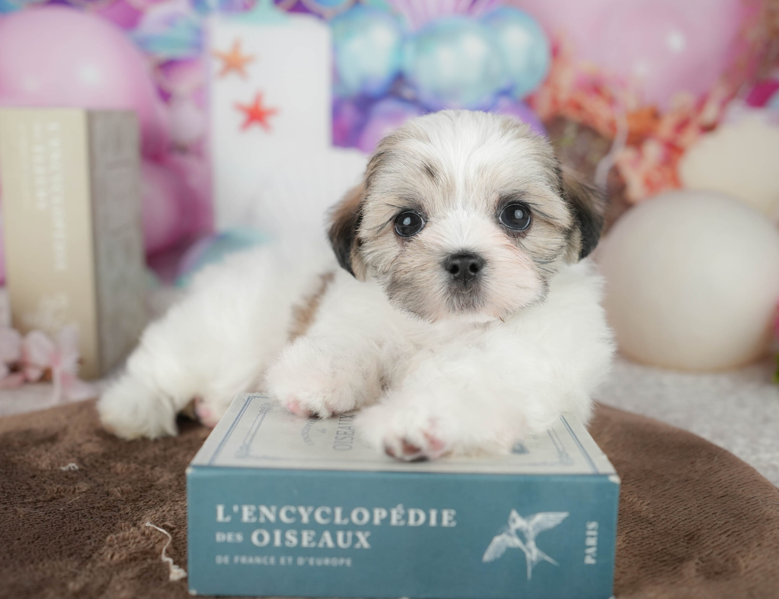 マルズー | 女の子 | ゴールド&ホワイト | 2026年1月18日