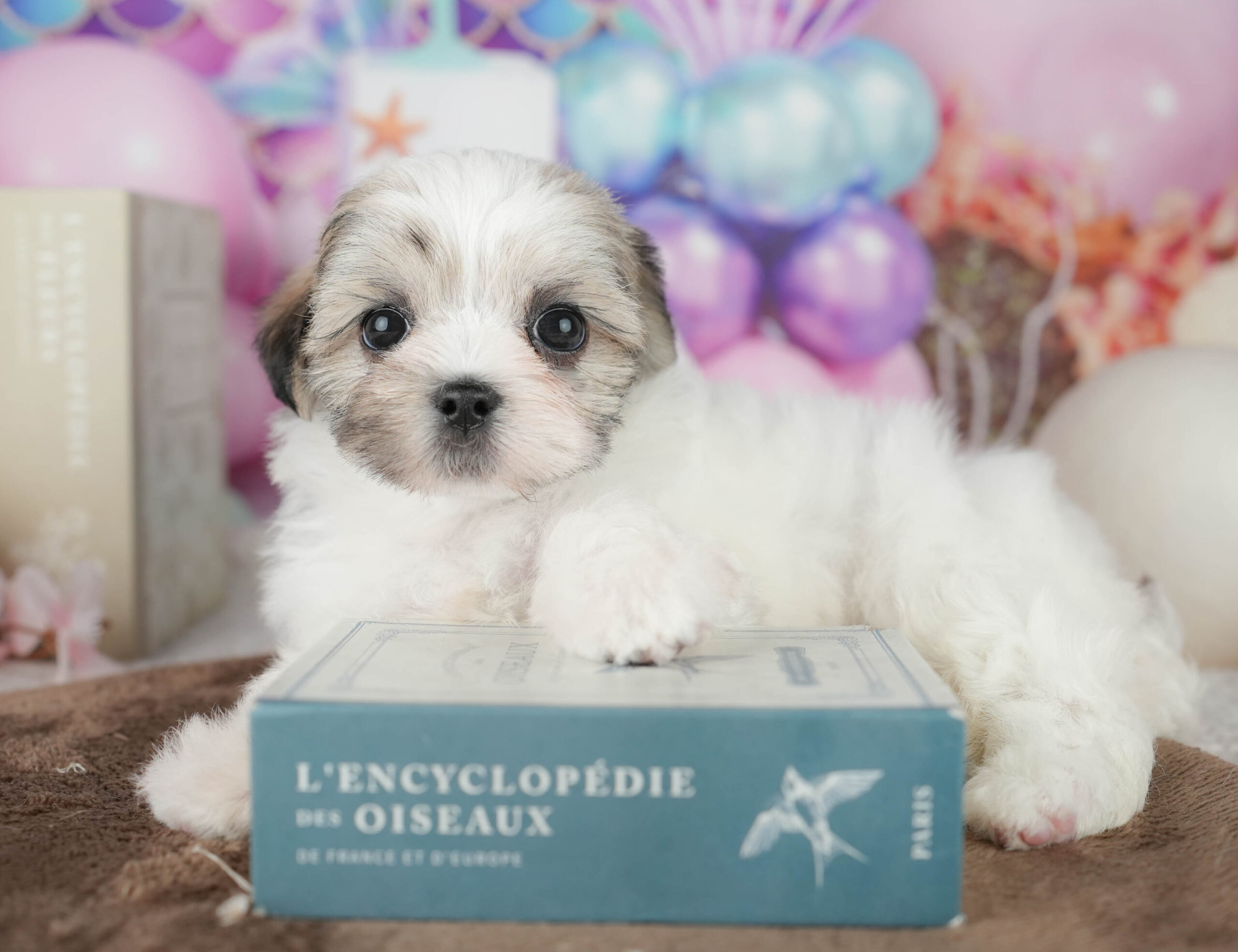 マルズー | 女の子 | ゴールド&ホワイト | 2026年1月18日