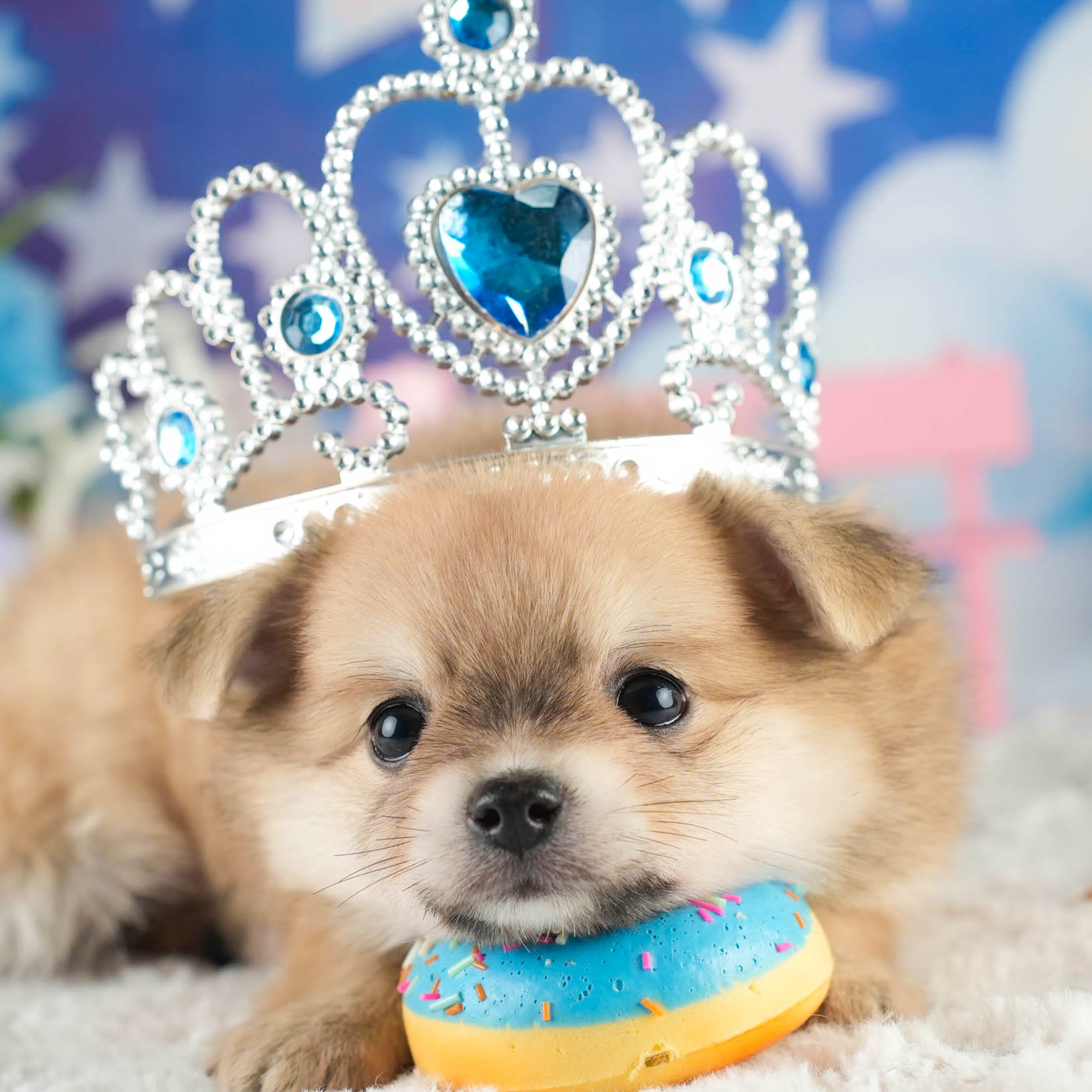 チワポメ | 女の子 | フォーン | 2026年1月18日