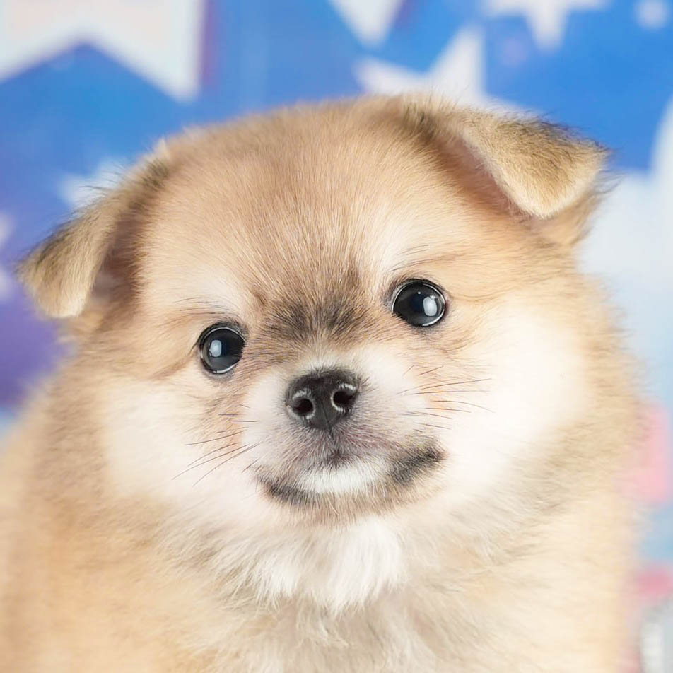 チワポメ | 女の子 | フォーン | 2026年1月18日