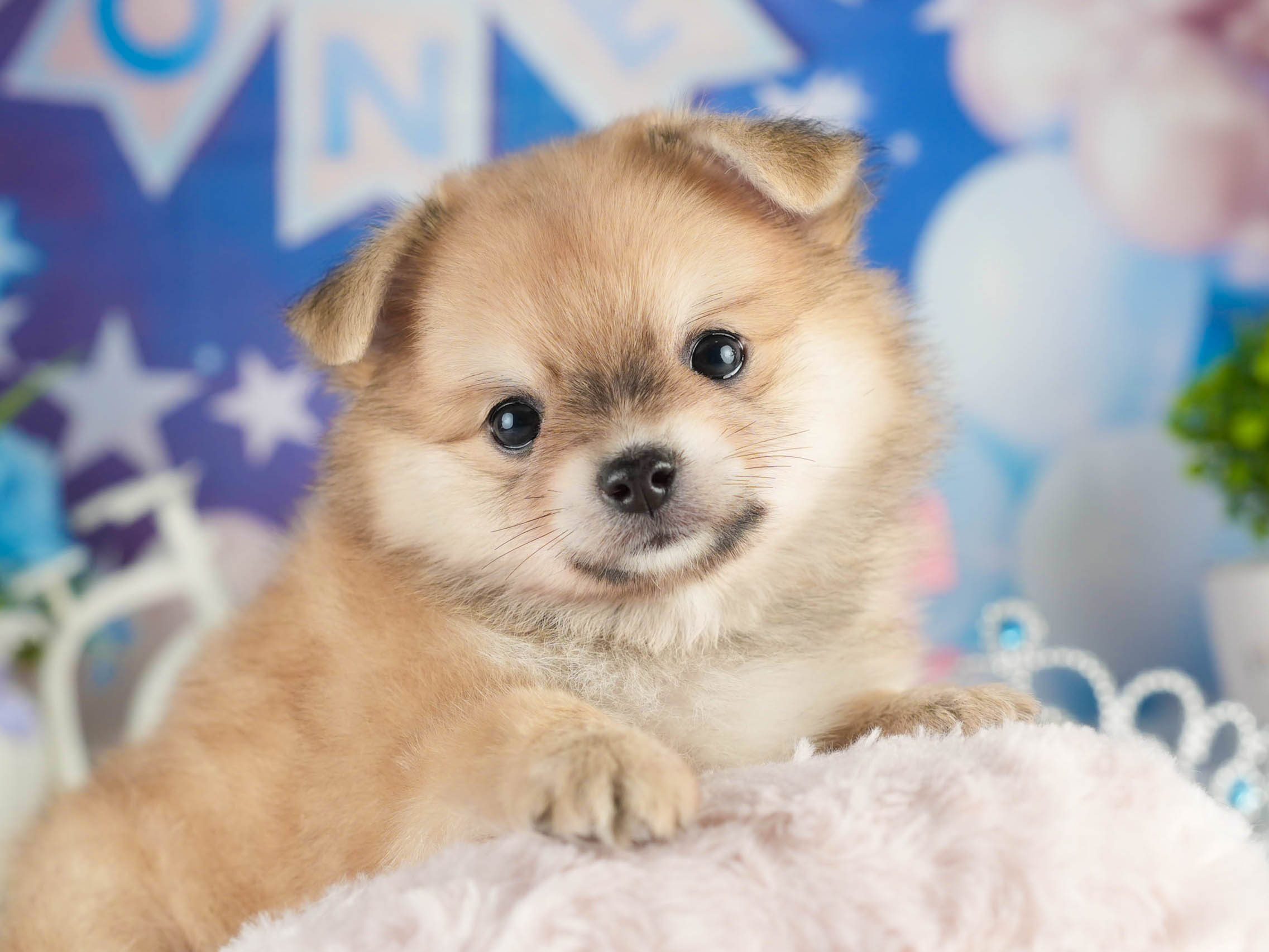 チワポメ | 女の子 | フォーン | 2026年1月18日