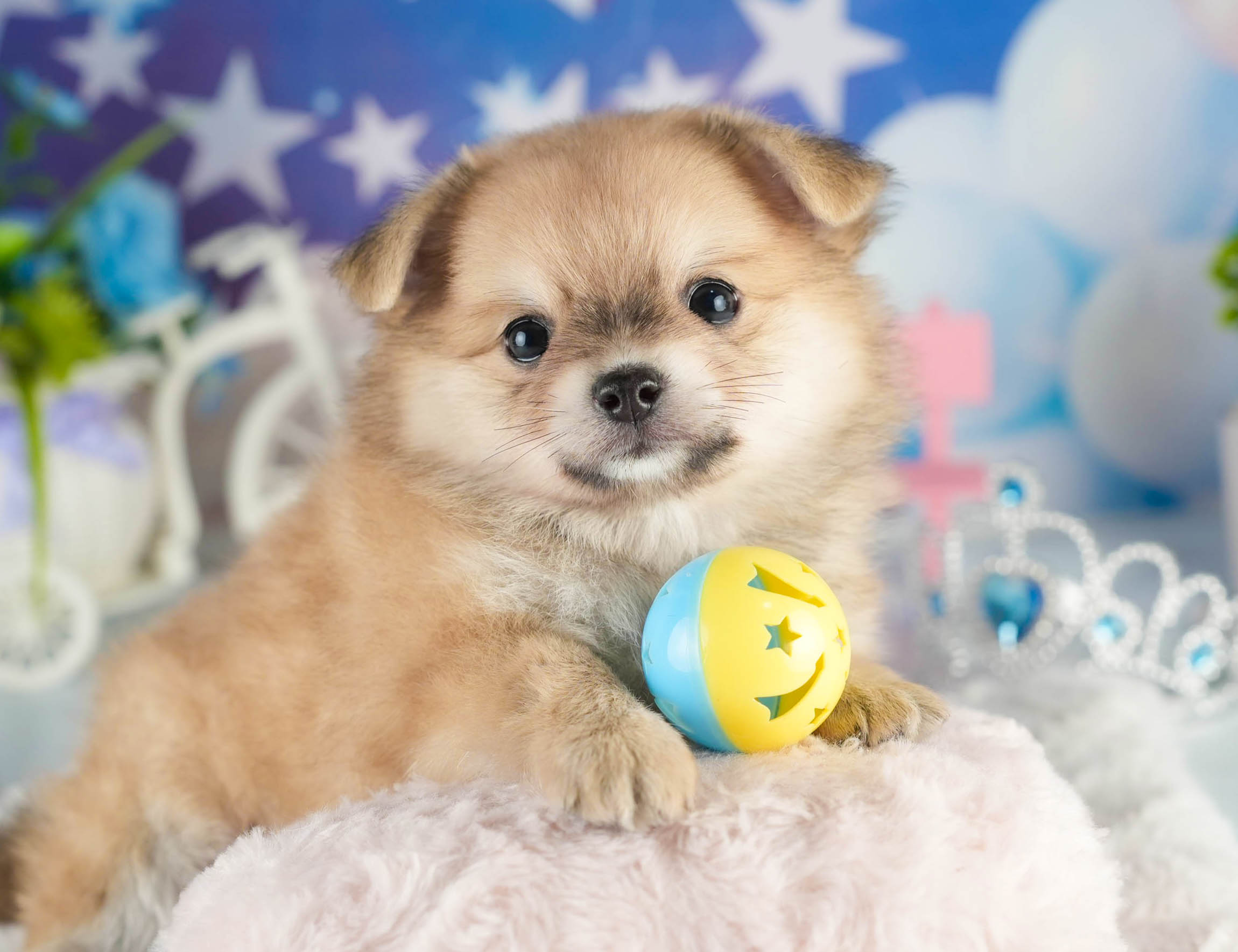 チワポメ | 女の子 | フォーン | 2026年1月18日