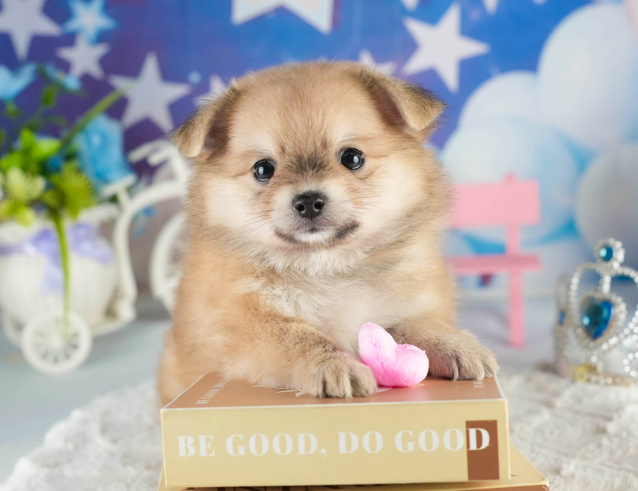 チワポメ | 女の子 | フォーン | 2026年1月18日