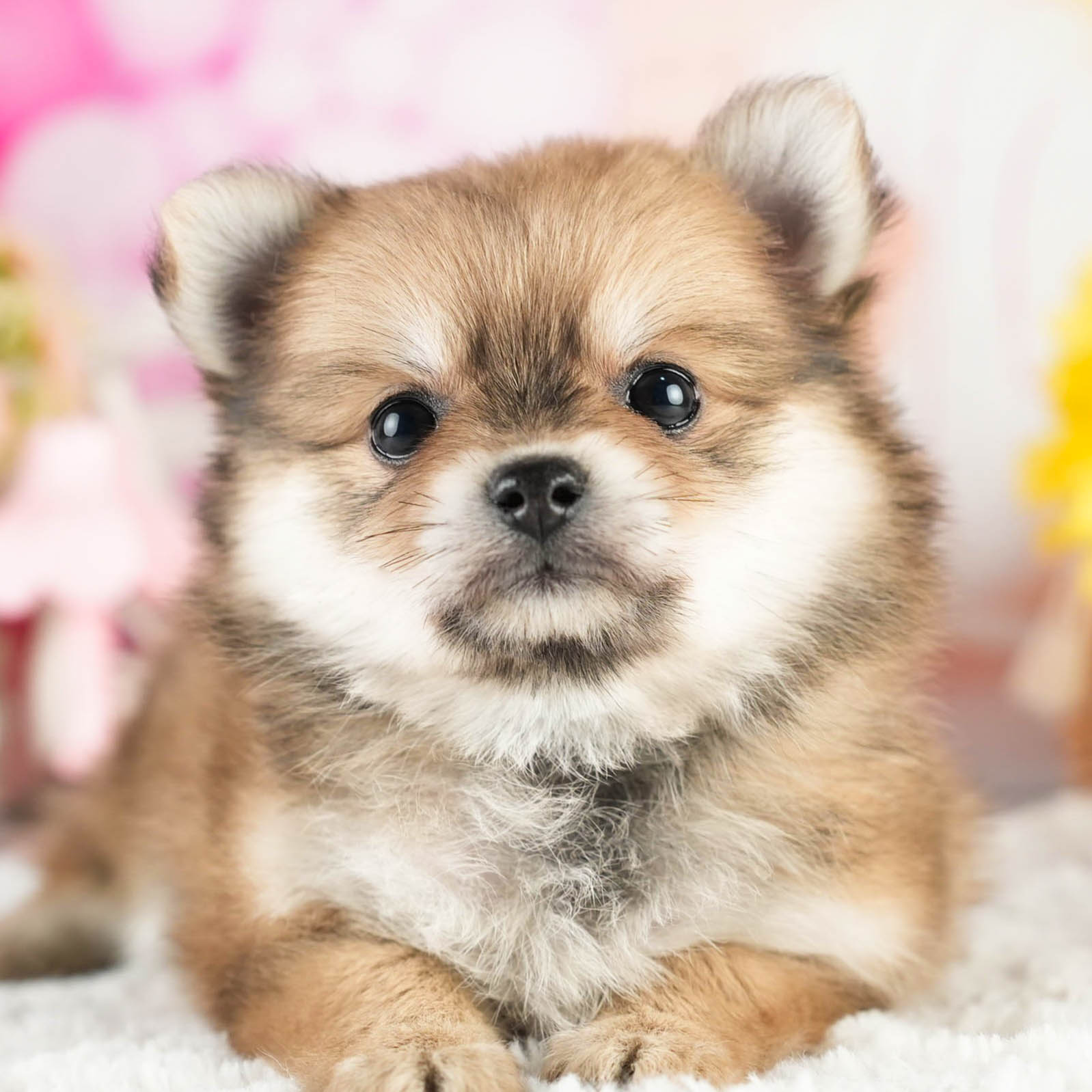 チワポメ | 女の子 | フォーン | 2026年1月18日