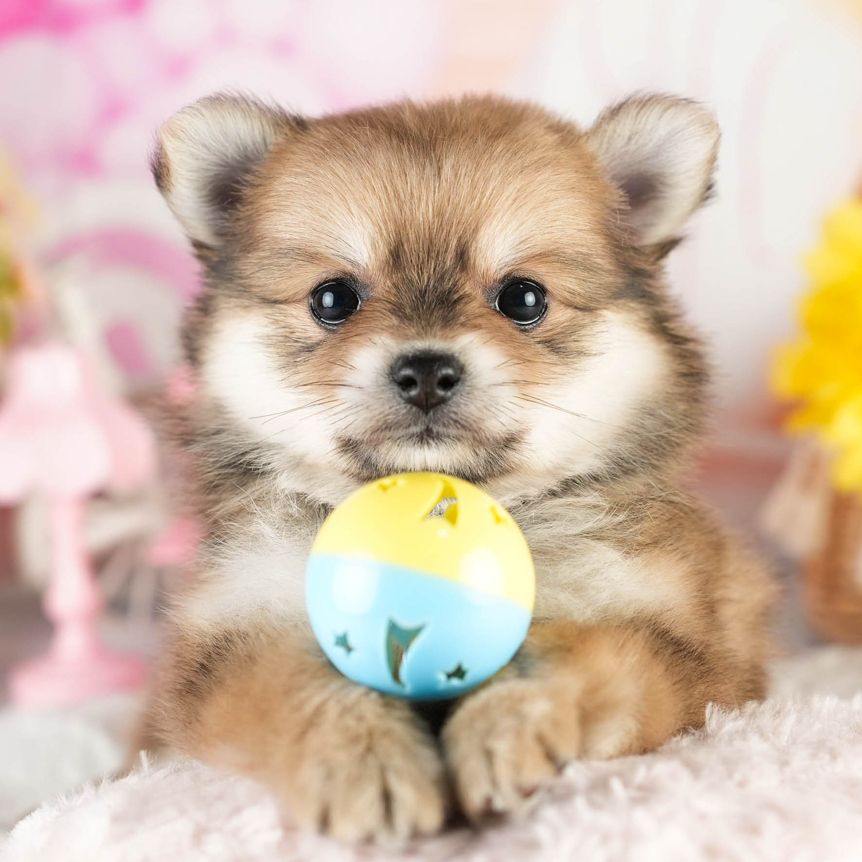 チワポメ | 女の子 | フォーン | 2026年1月18日