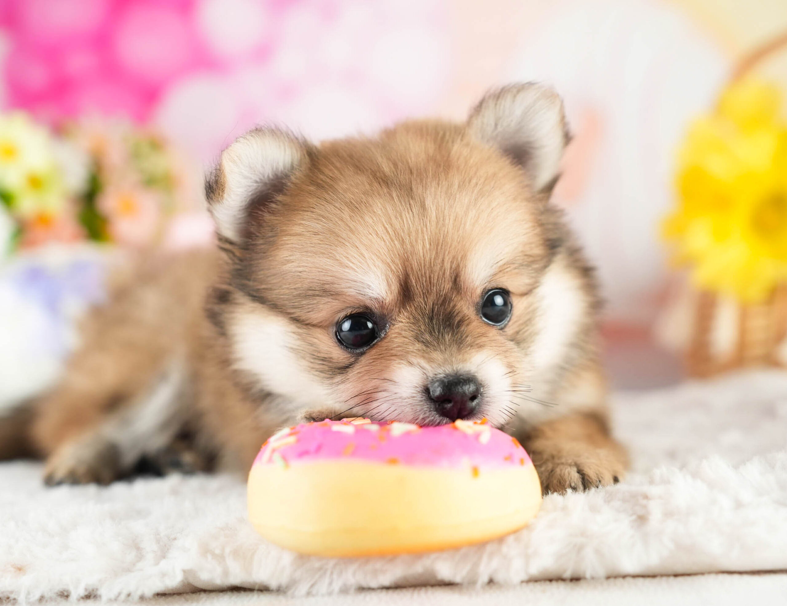 チワポメ | 女の子 | フォーン | 2026年1月18日