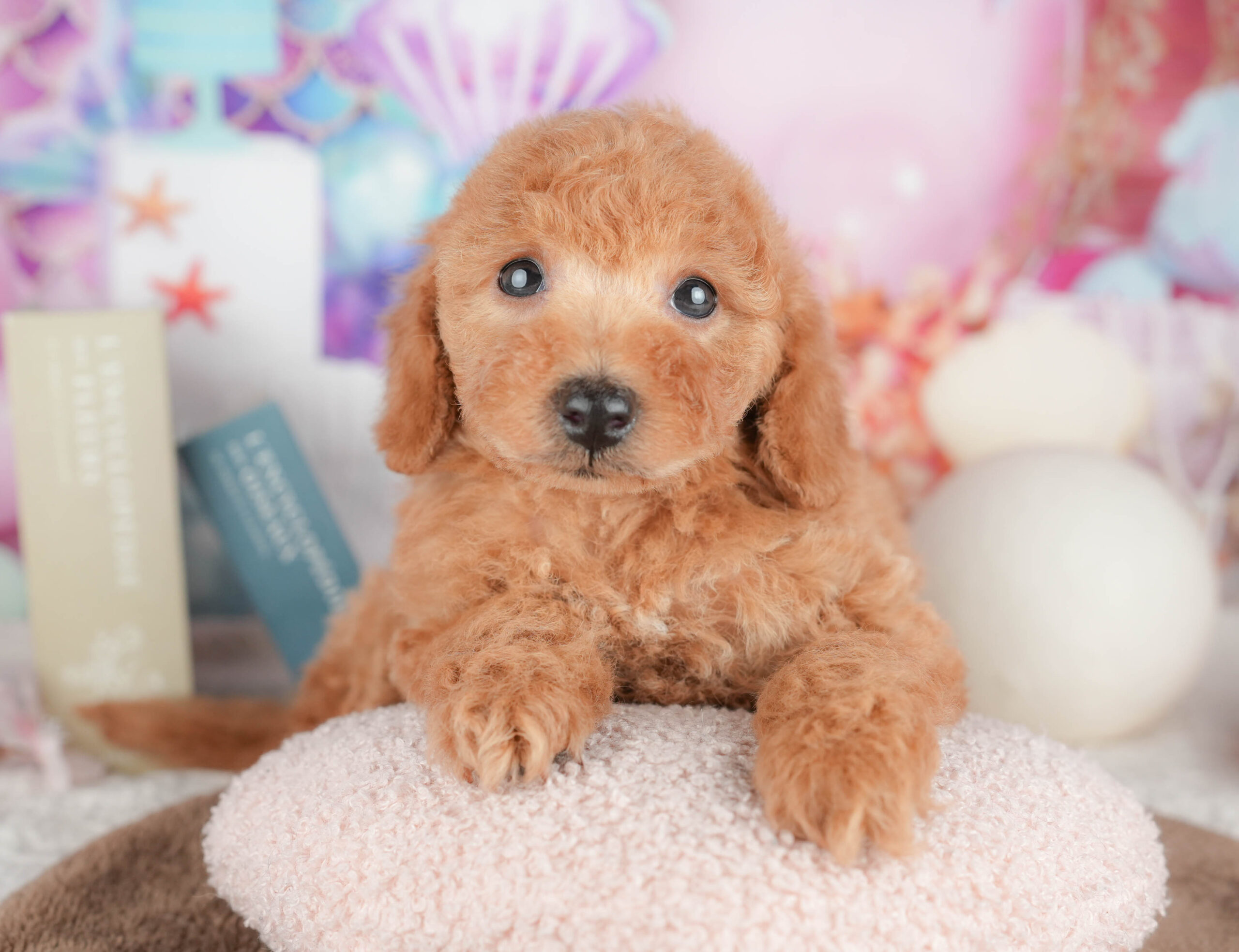 トイ・プードル | 女の子 | レッド | 2026年1月19日