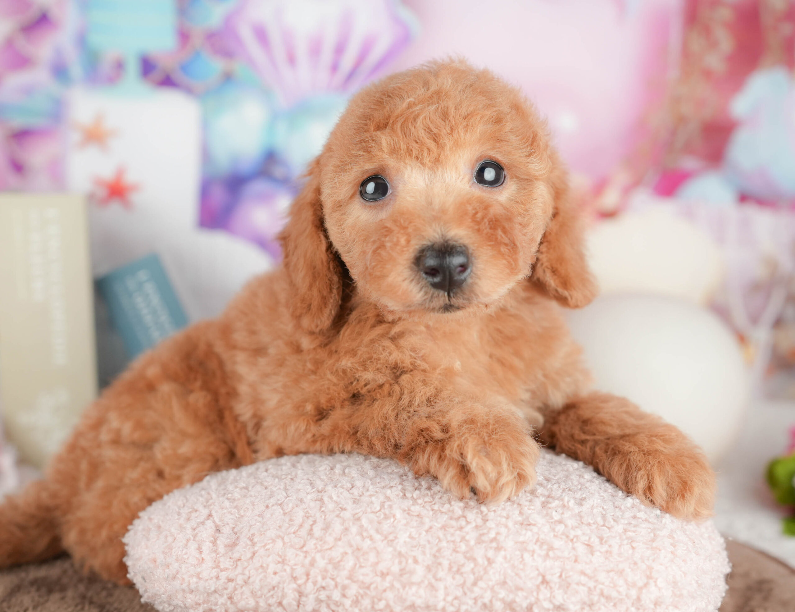 トイ・プードル | 女の子 | レッド | 2026年1月19日