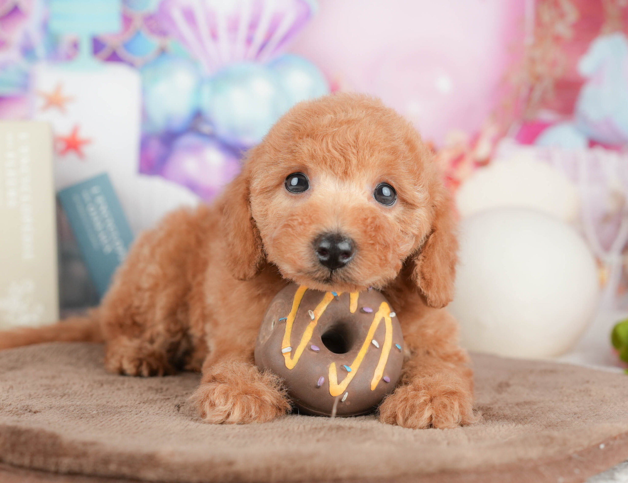 トイ・プードル | 女の子 | レッド | 2026年1月19日