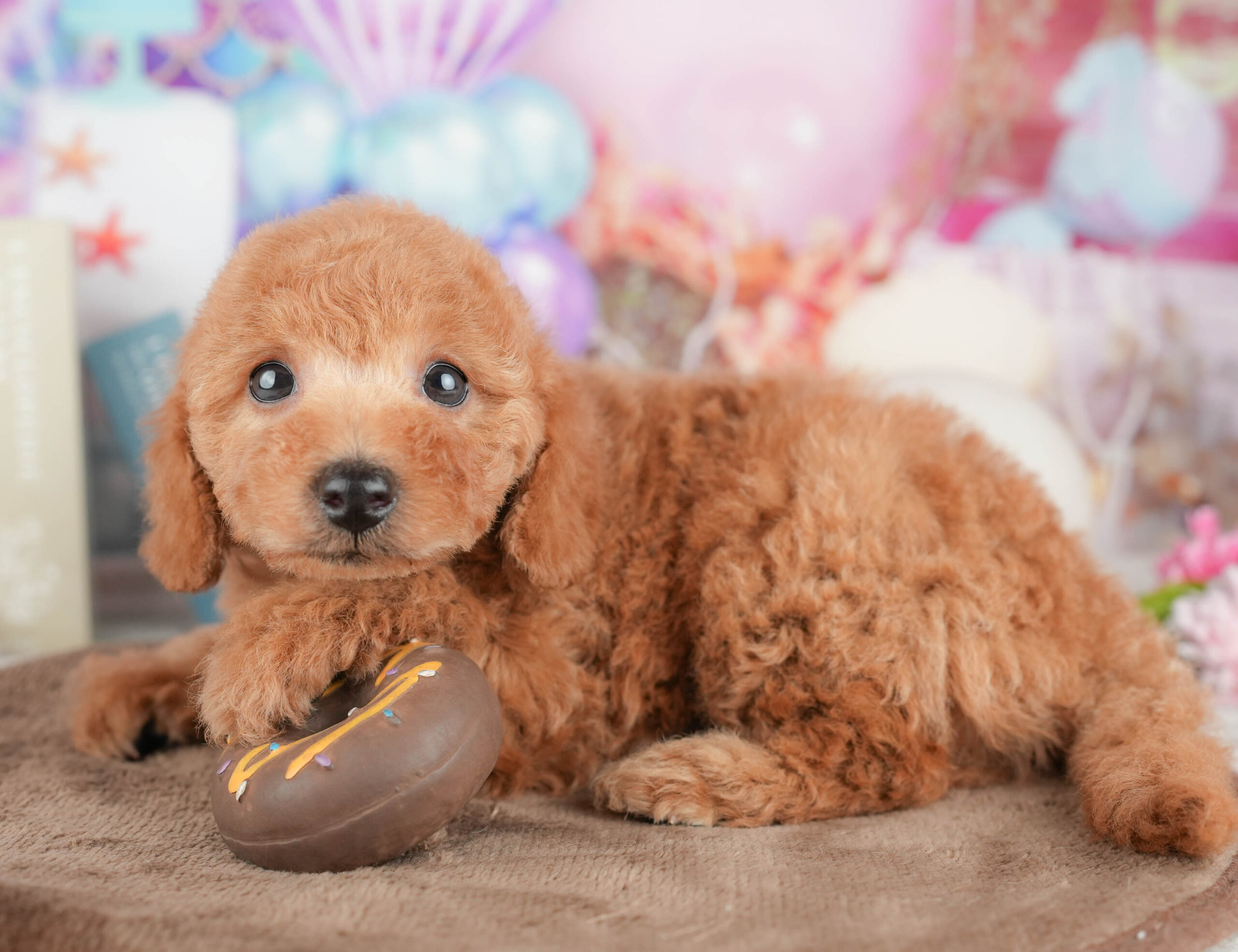 トイ・プードル | 女の子 | レッド | 2026年1月19日