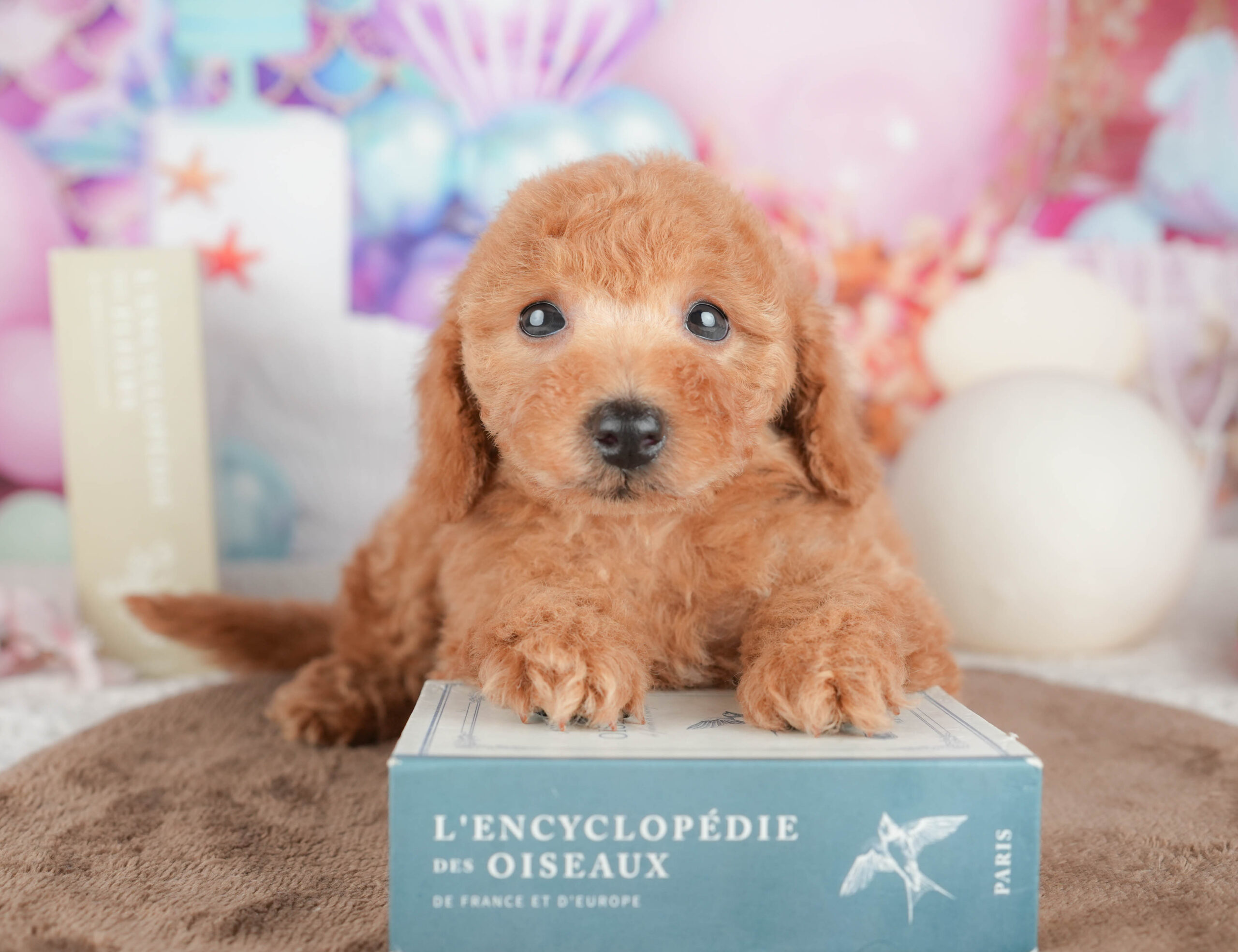 トイ・プードル | 女の子 | レッド | 2026年1月19日