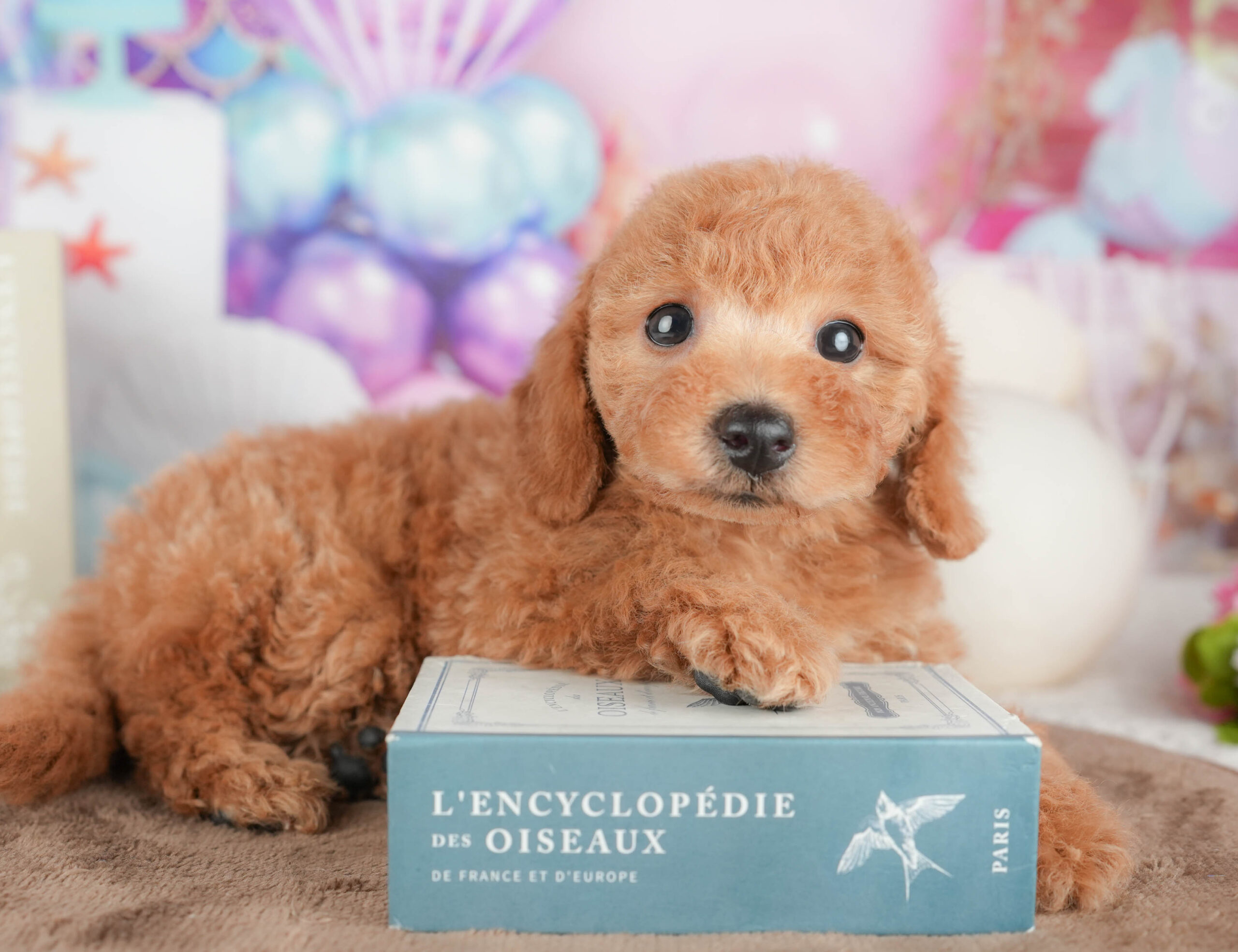 トイ・プードル | 女の子 | レッド | 2026年1月19日